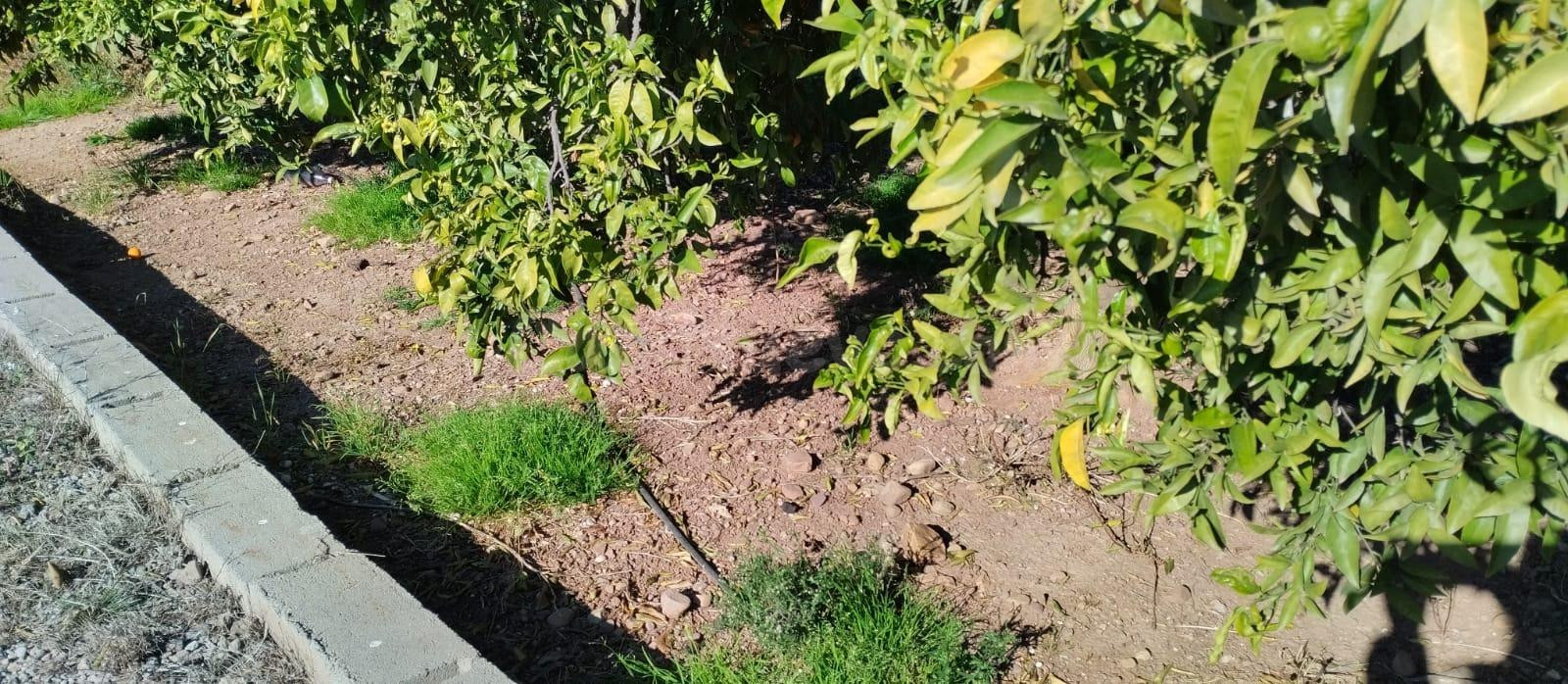 SUELO RUSTICO EN LA VALL D'UIXÓ - foto 4