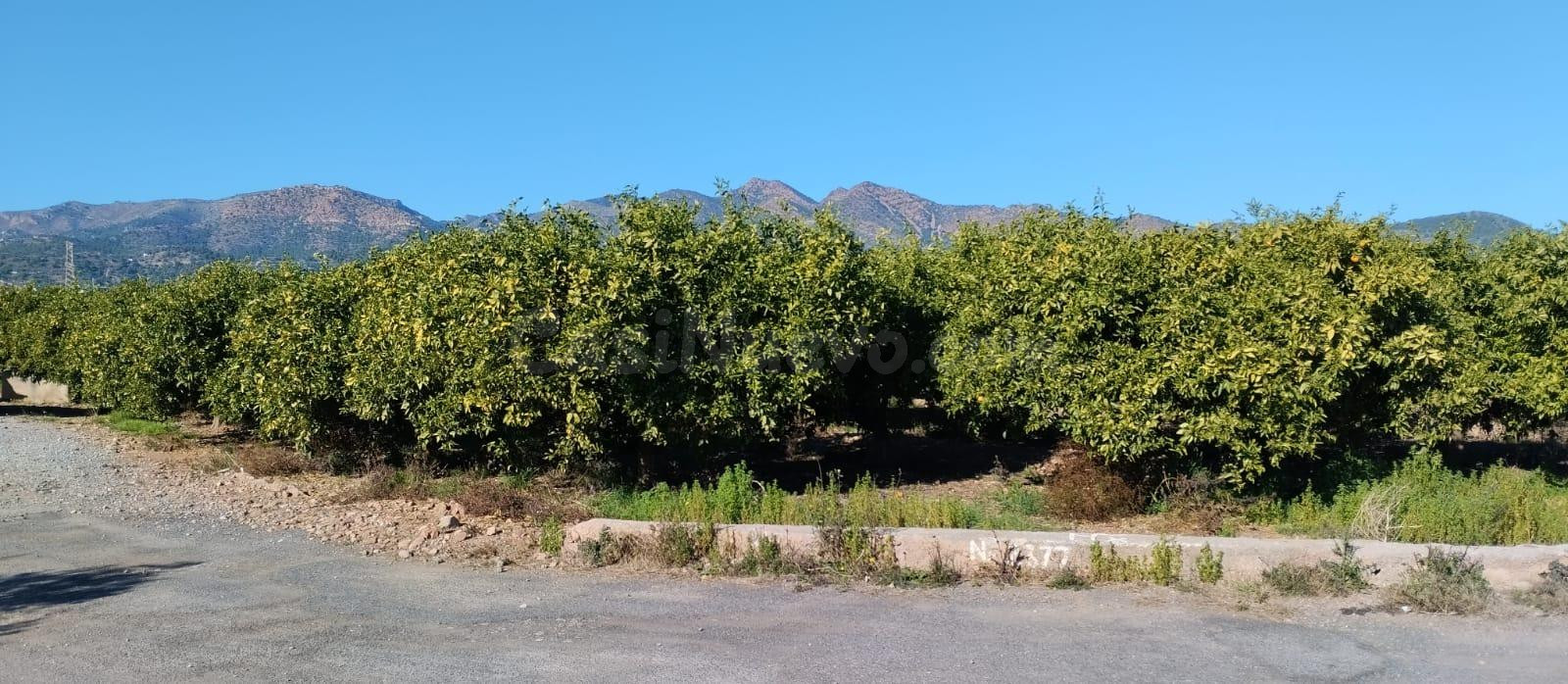 SUELO RUSTICO EN LA VALL D'UIXÓ - foto 5