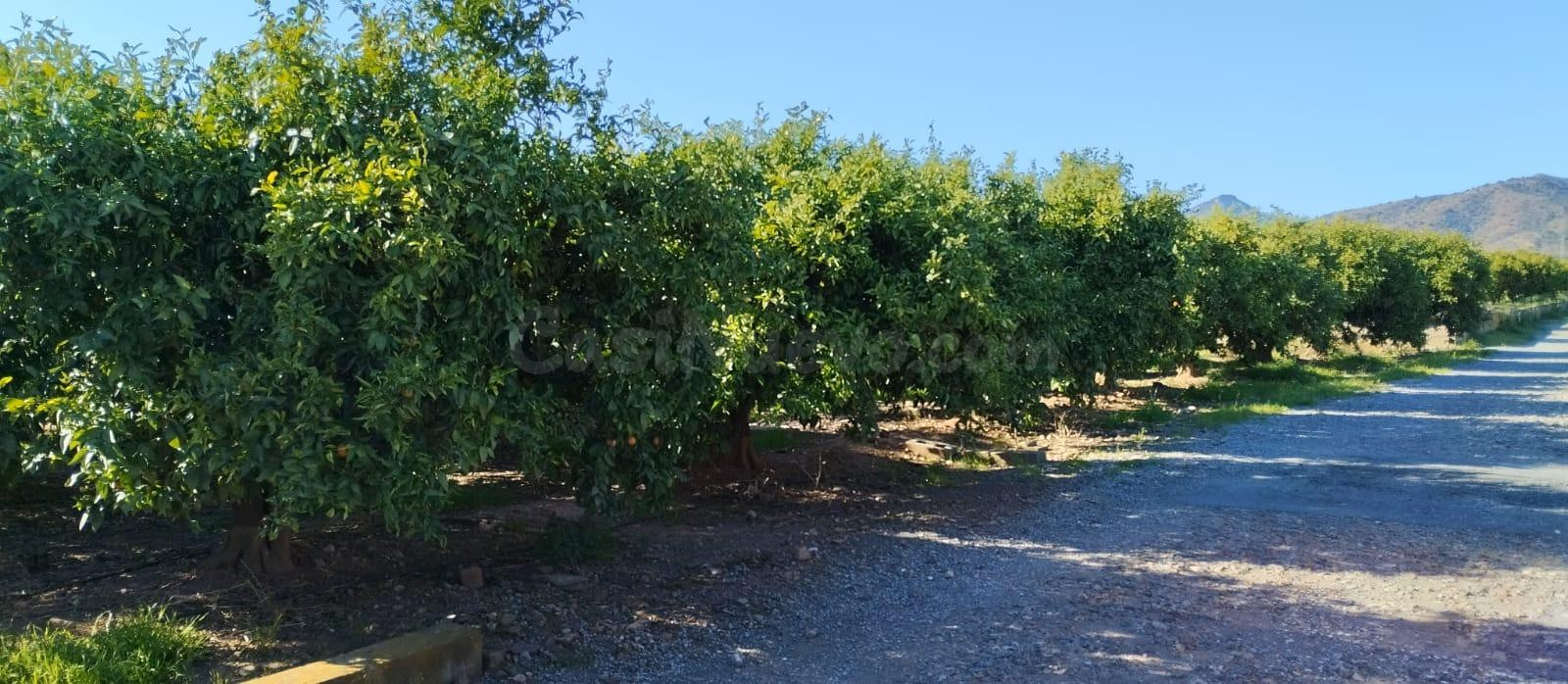 SUELO RUSTICO EN LA VALL D'UIXÓ - foto 4