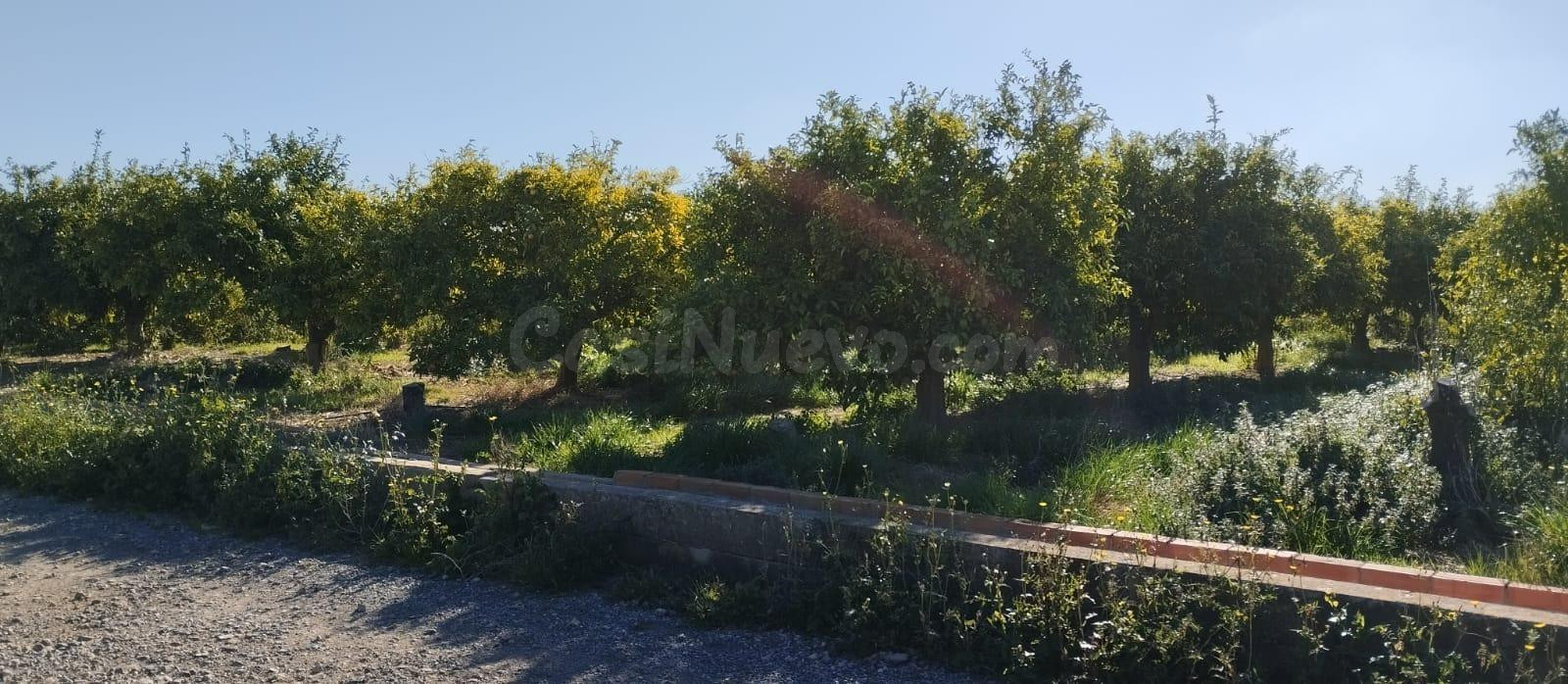 SUELO RUSTICO EN LA VALL D'UIXÓ - foto 5