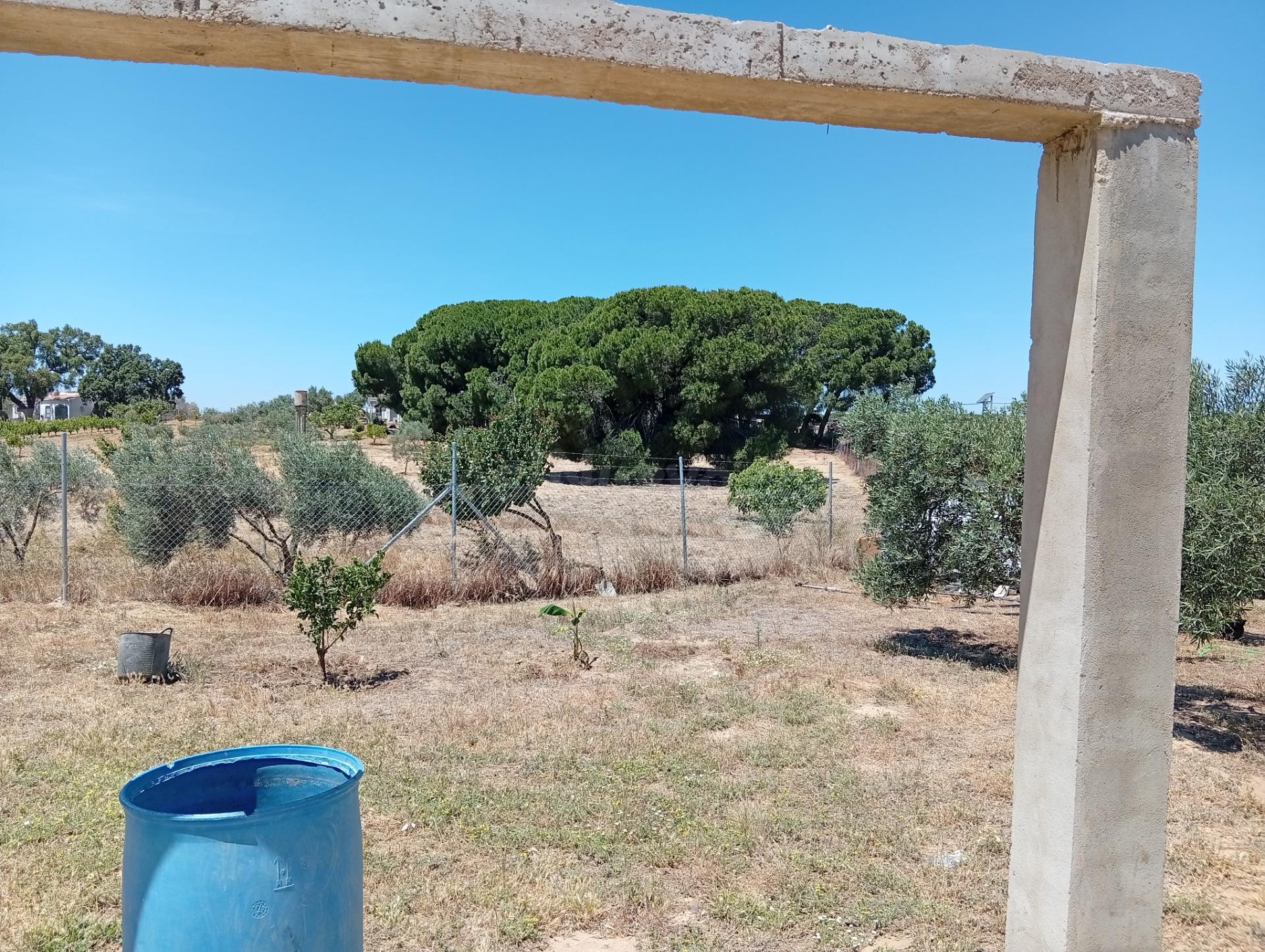 Casa rústica de 100 m2 con finca de 5.931 m2 en producción - foto 4