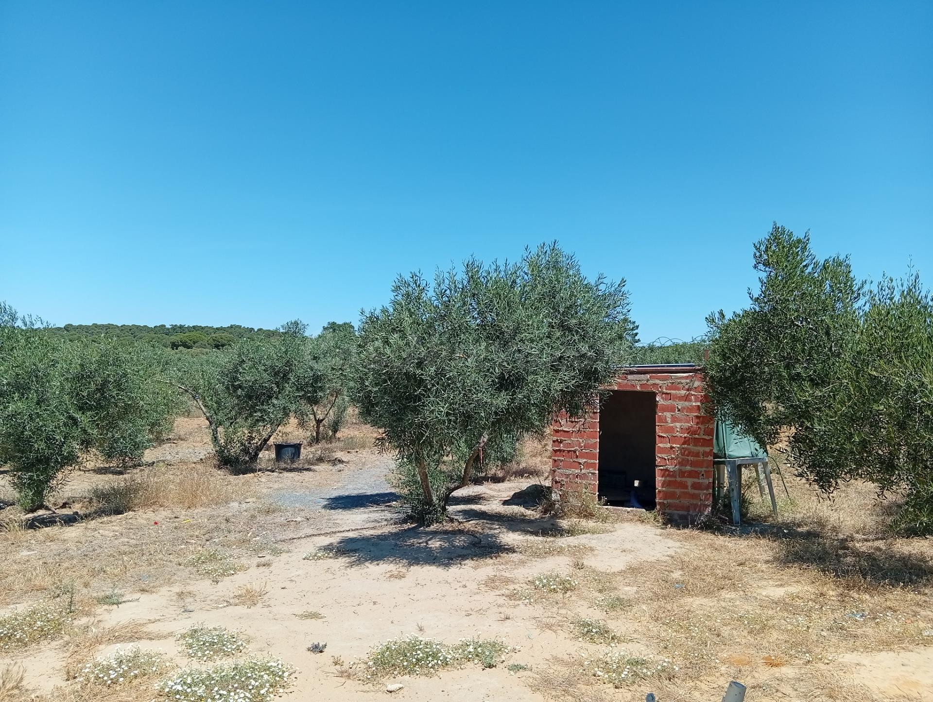 Casa rústica de 100 m2 con finca de 5.931 m2 en producción - foto 5