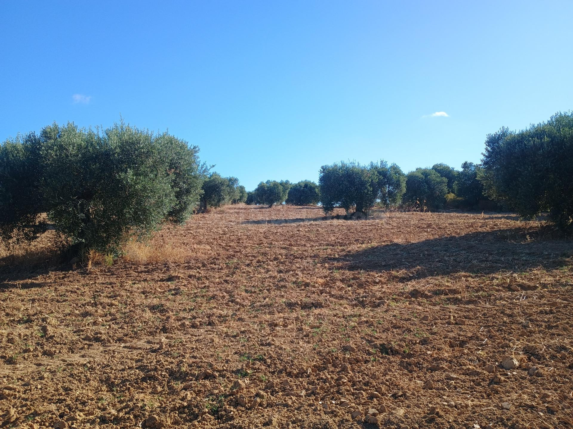Finca de Olivos Centenarios en La Retamosa