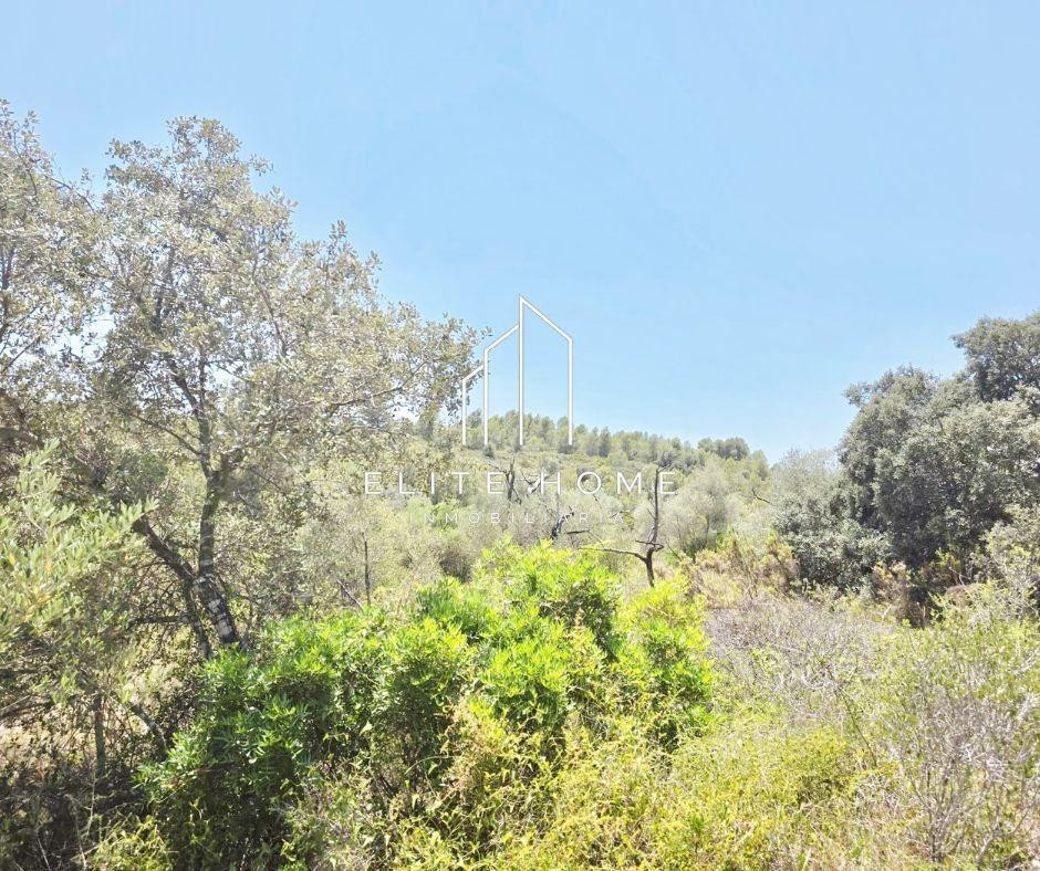 FINCA RUSTICA CON GRAN POTENCIAL CERCA DE CERVERA DEL MAETRE