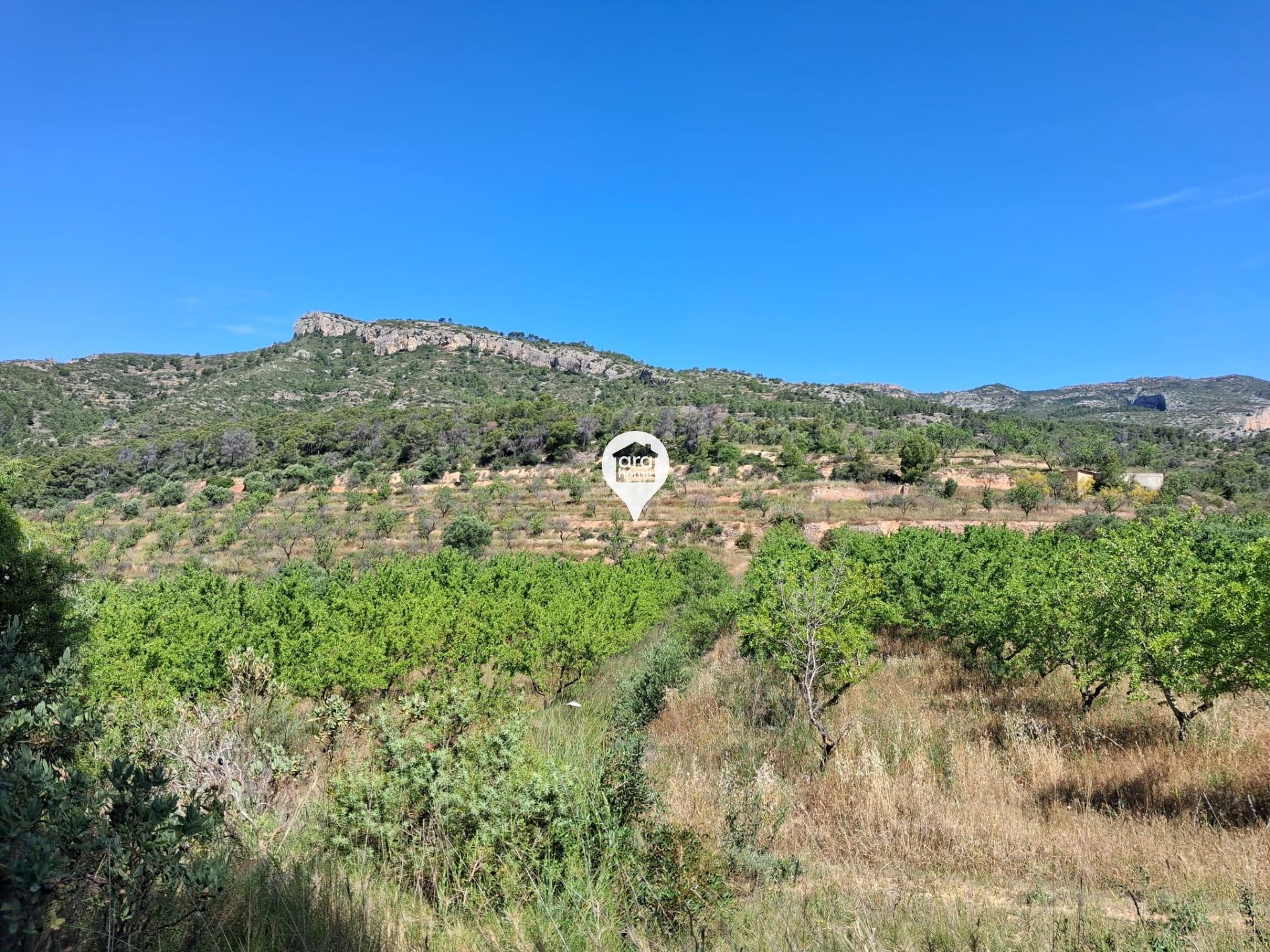 GRAN TERRENO EN EL PINELL - foto 3