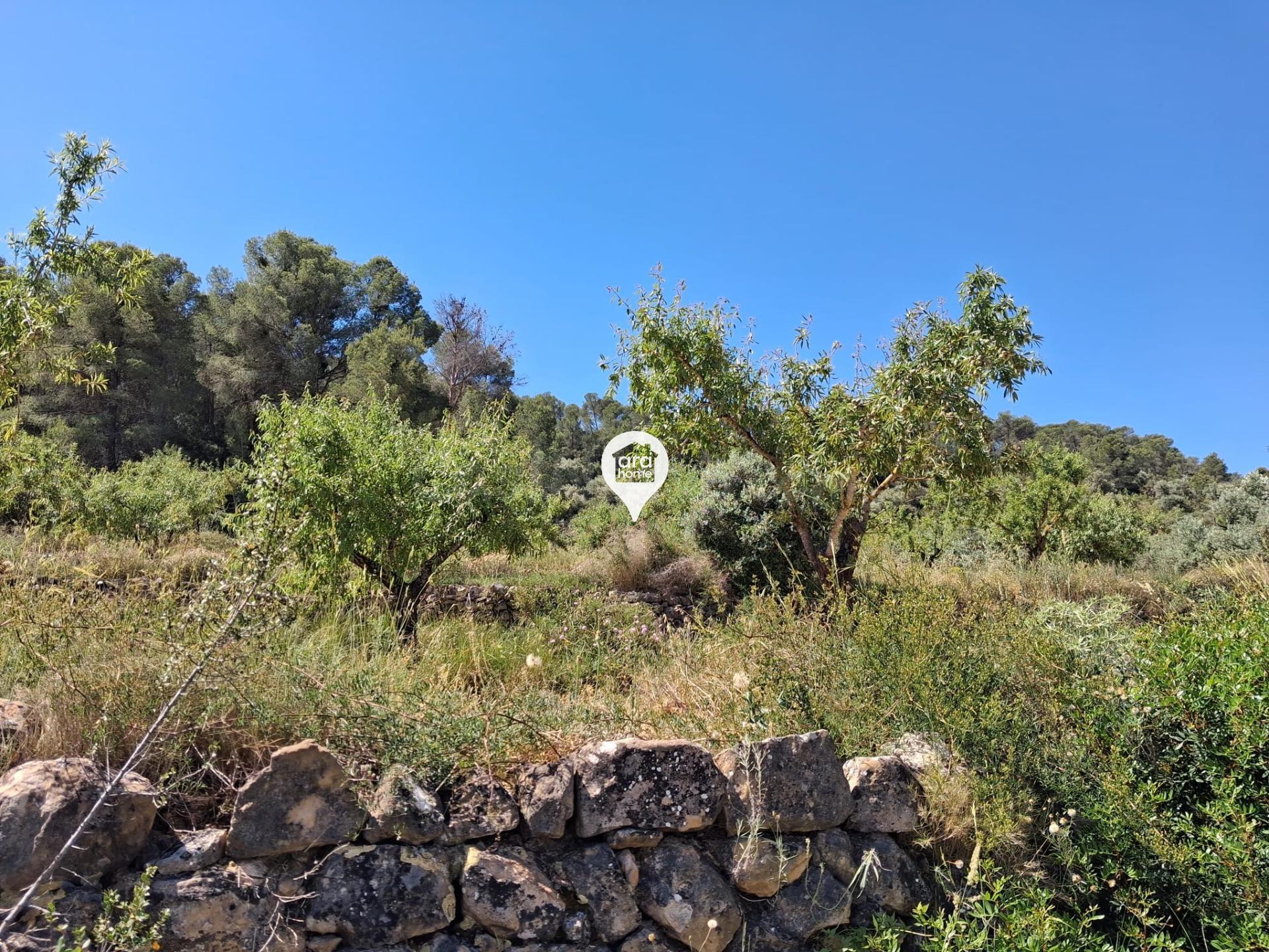 GRAN TERRENO EN EL PINELL - foto 4