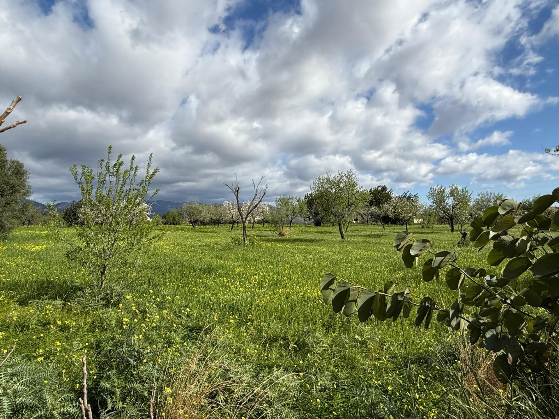 Terreno urbano en venta - Son Espanyol