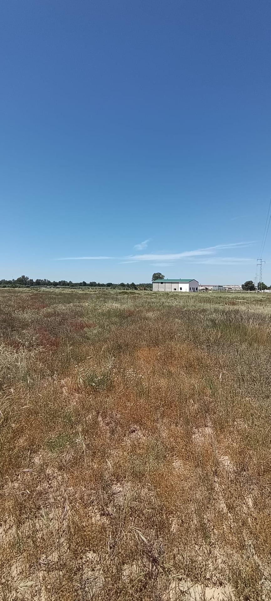 Terreno en Villamanrique de la Condesa (Sevilla) – 2,8 hectáreas de naturaleza y oportunidades