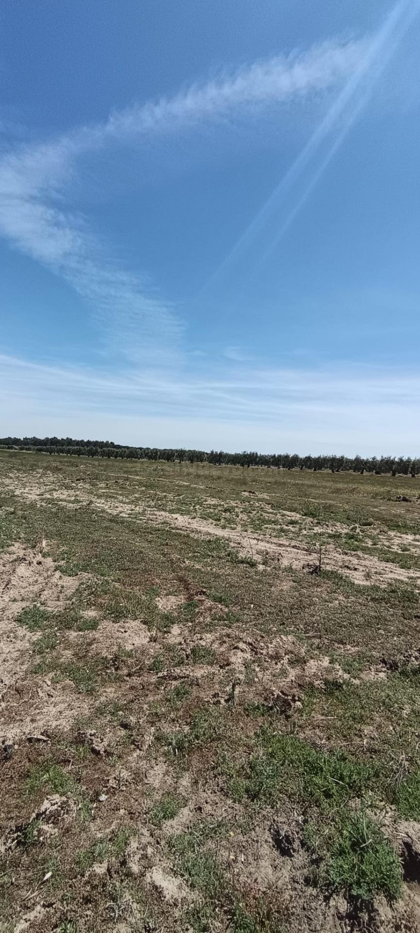 Finca rústica en Villamanrique de la Condesa (Sevilla) con 6 hectáreas, agua y luz