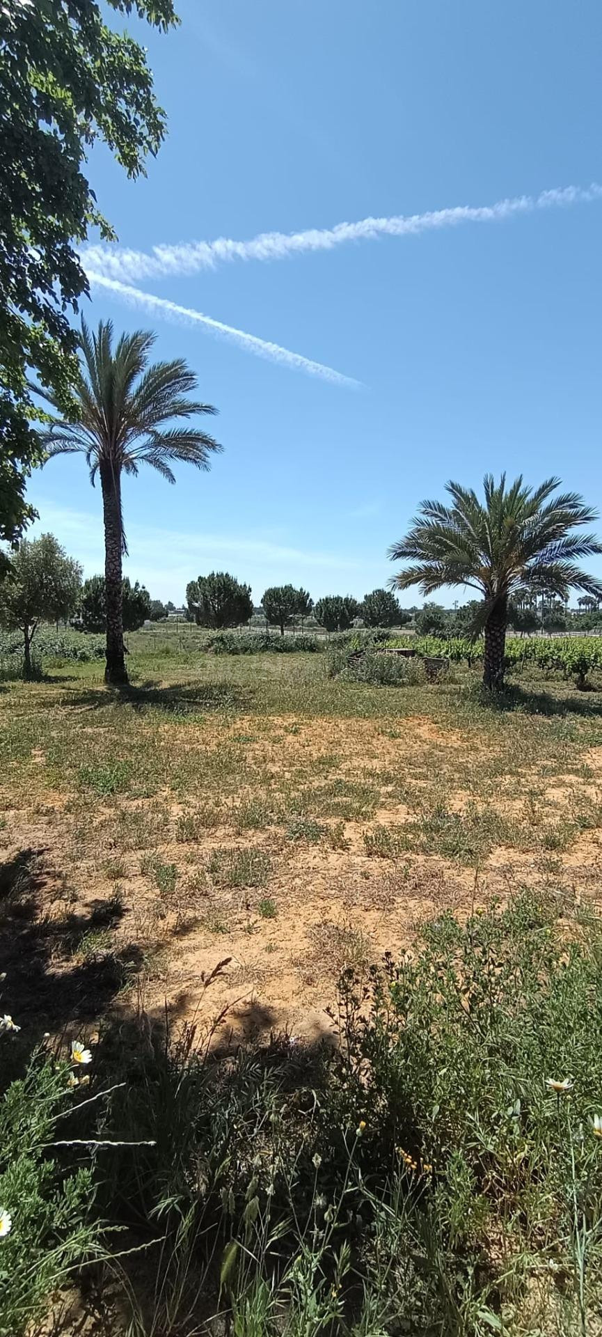 Terreno urbano de 3 hectáreas en Villamanrique de la Condesa (Sevilla)