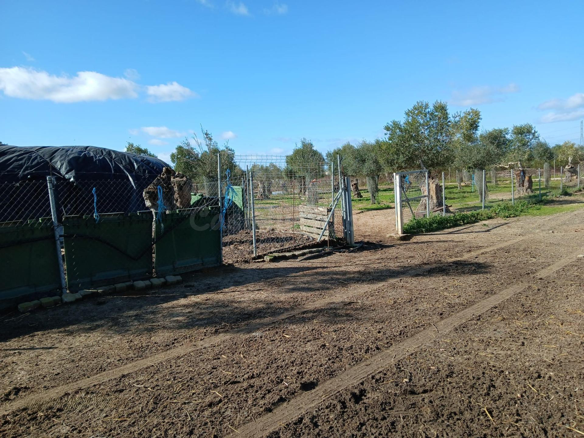 Finca rústica en Niebla (Huelva) con 6.154 m2, nave, invernaderos y olivos