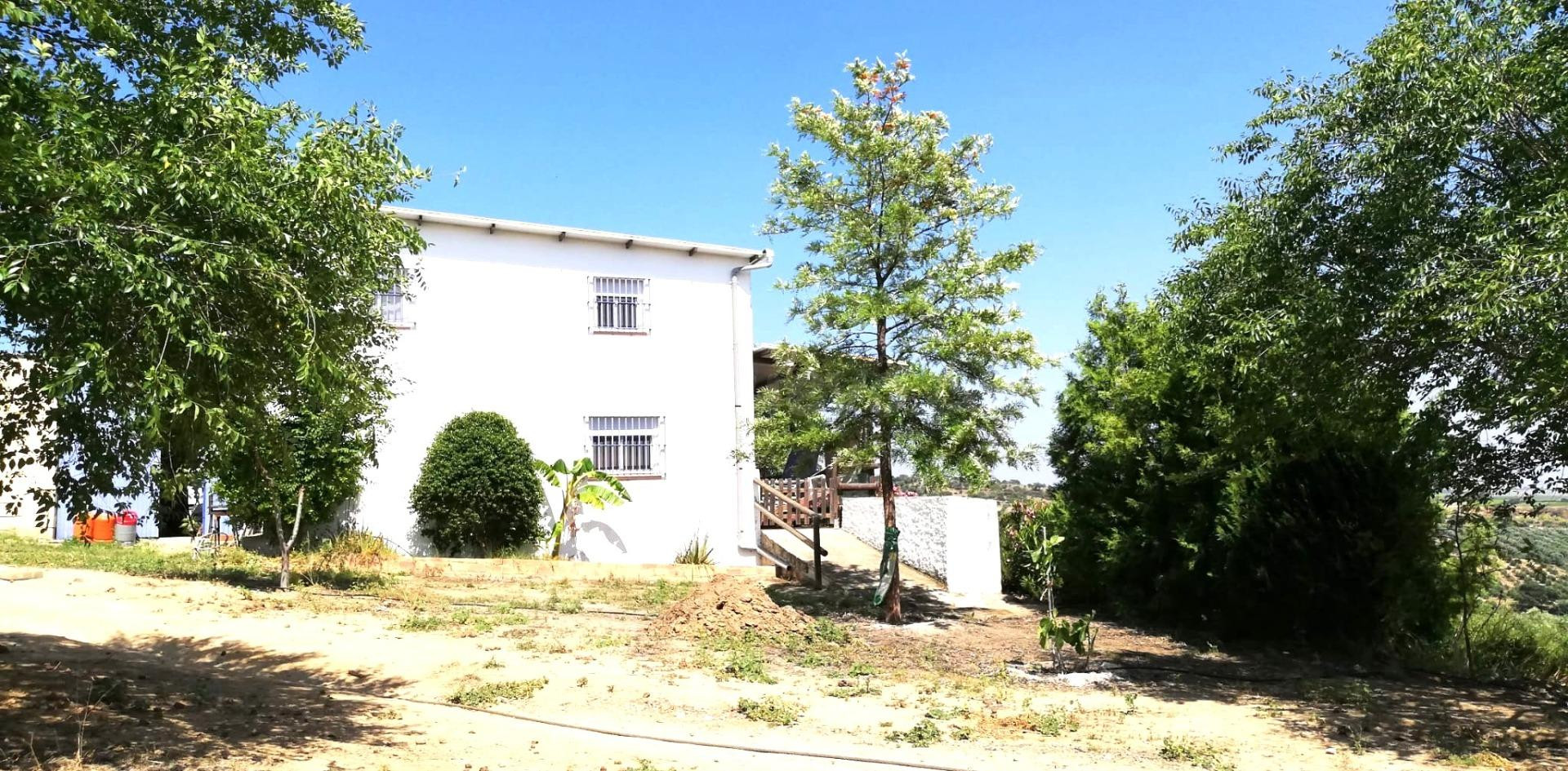 Finca rústica en venta en Villanueva del Río y Minas – 5 hectáreas de olivar de secano con vivienda autosuficiente