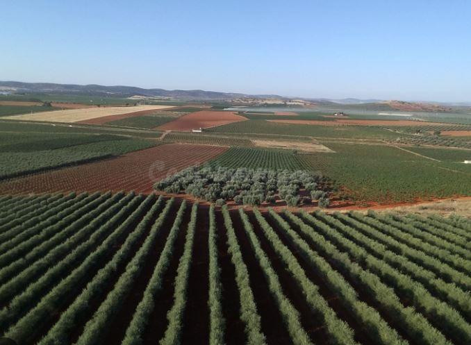 Finca de OLIVAR de 540 Ha de Regadío