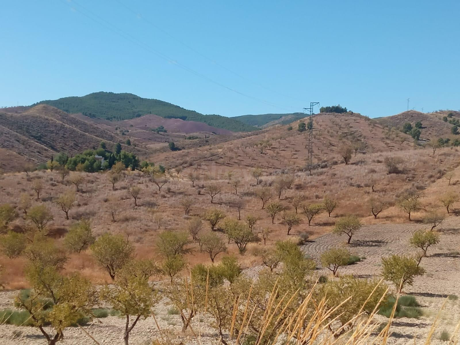 DISFRUTA DEL MONTE CON ALMENDROS, OLIVOS Y FRUTALES