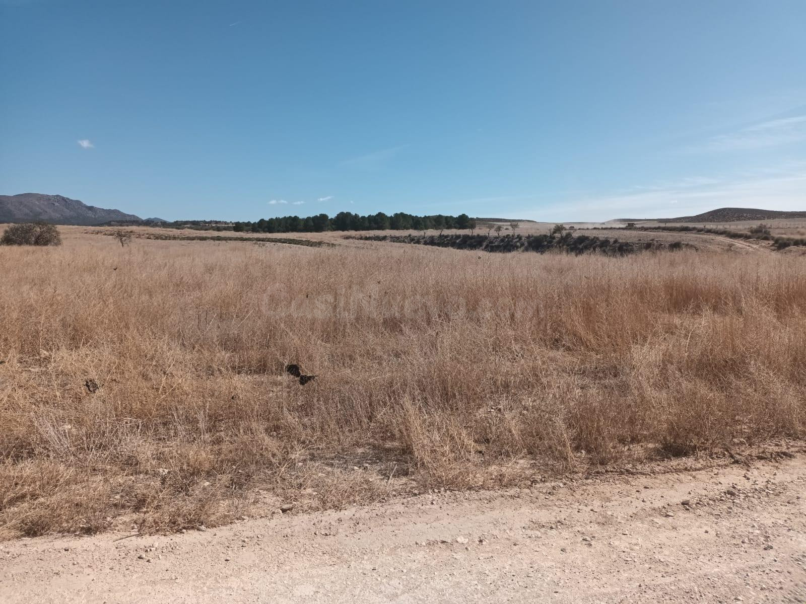 PARCELA EN LA PACA