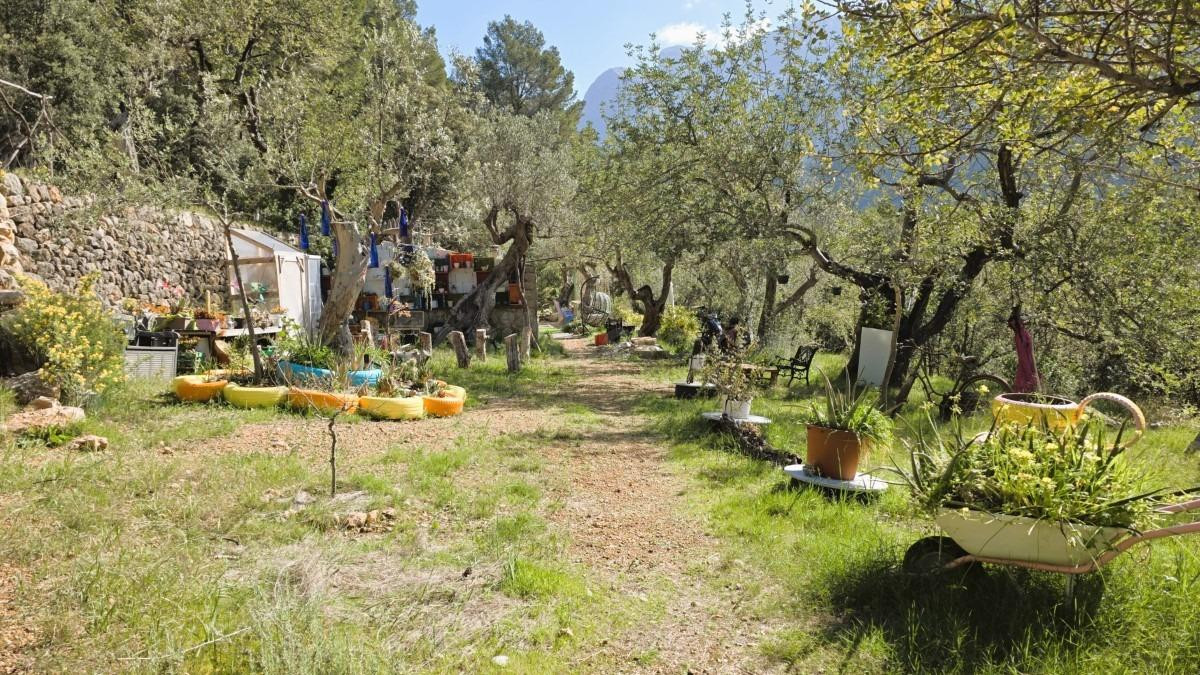 Olivar Con Caseta de Piedra y Vistas a la Tramuntana en Sóller