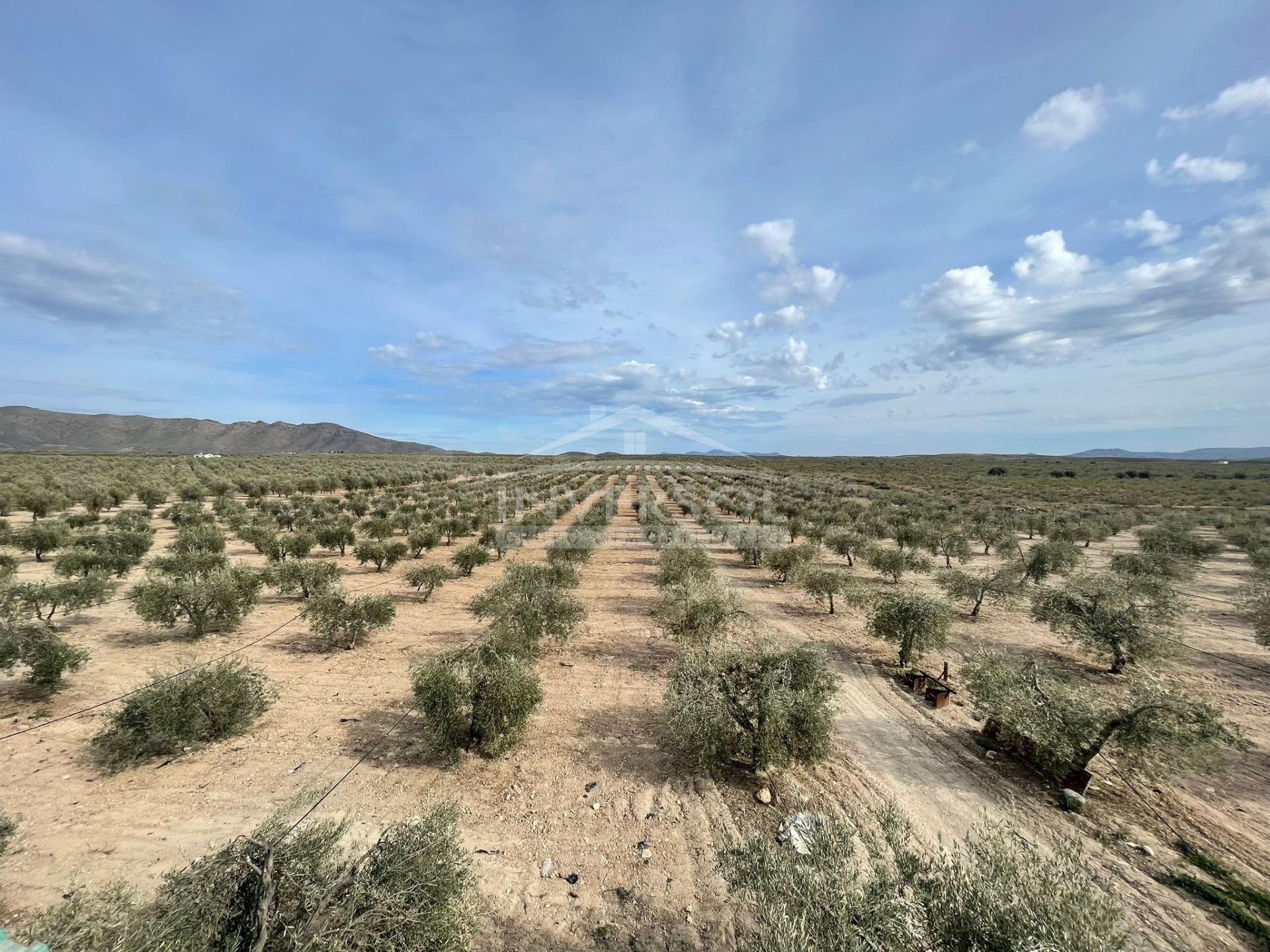 FINCA DE OLIVOS EN ULEILA DEL CAMPO