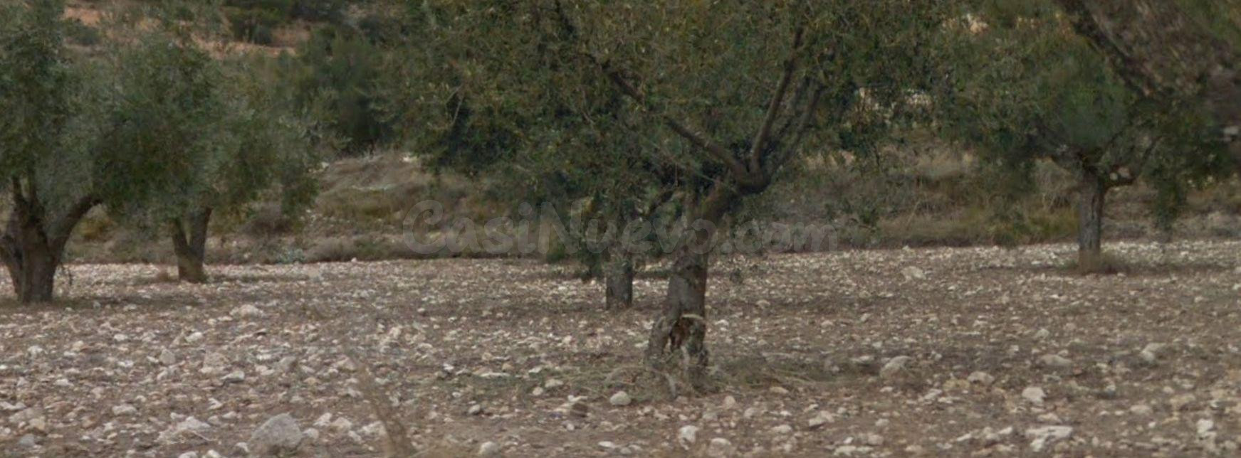 Suelo rústico en Ibi.