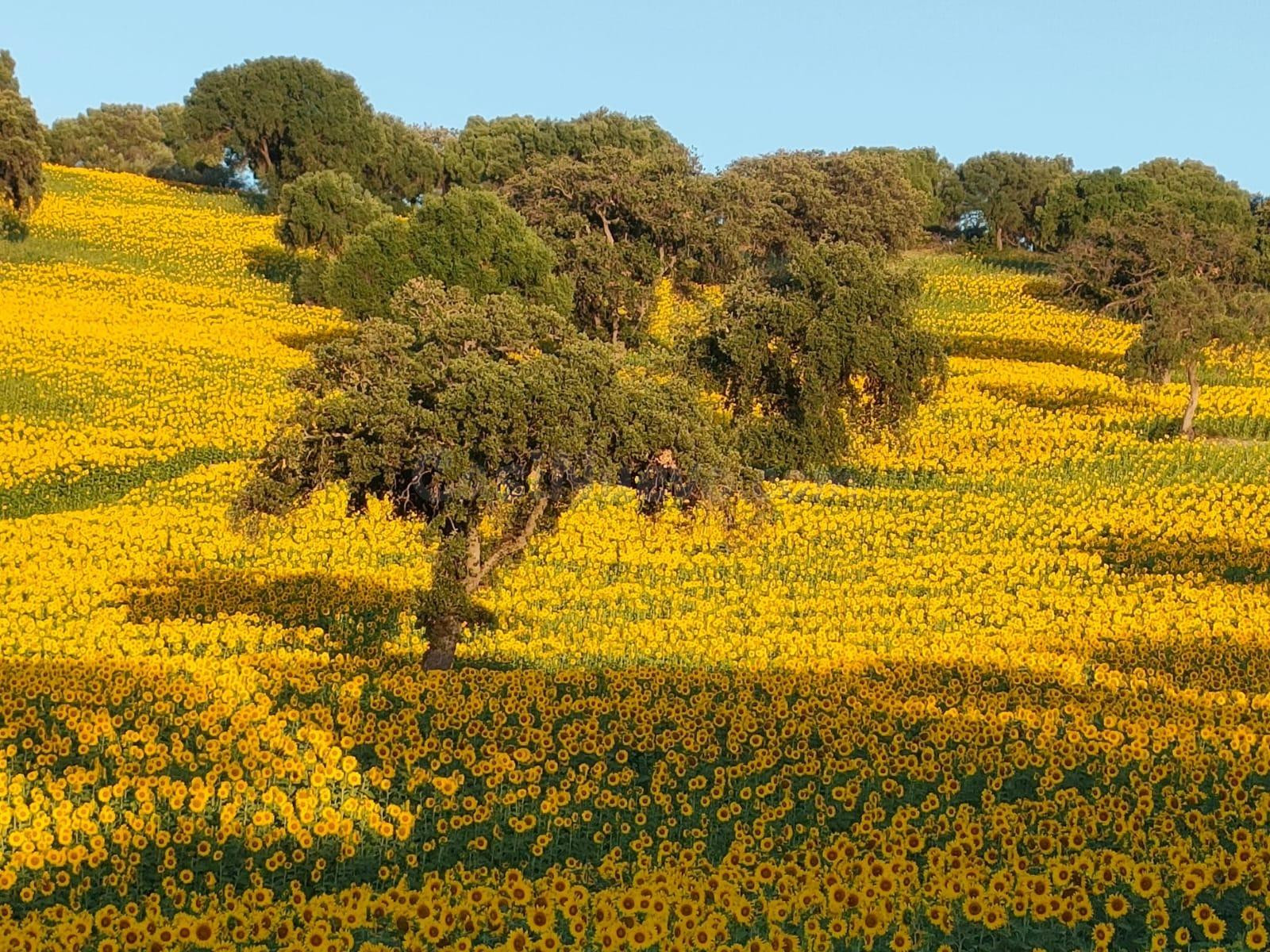 VENTA ESPECTACULAR FINCA RÚSTICA CERCANA A EL BOSQUE