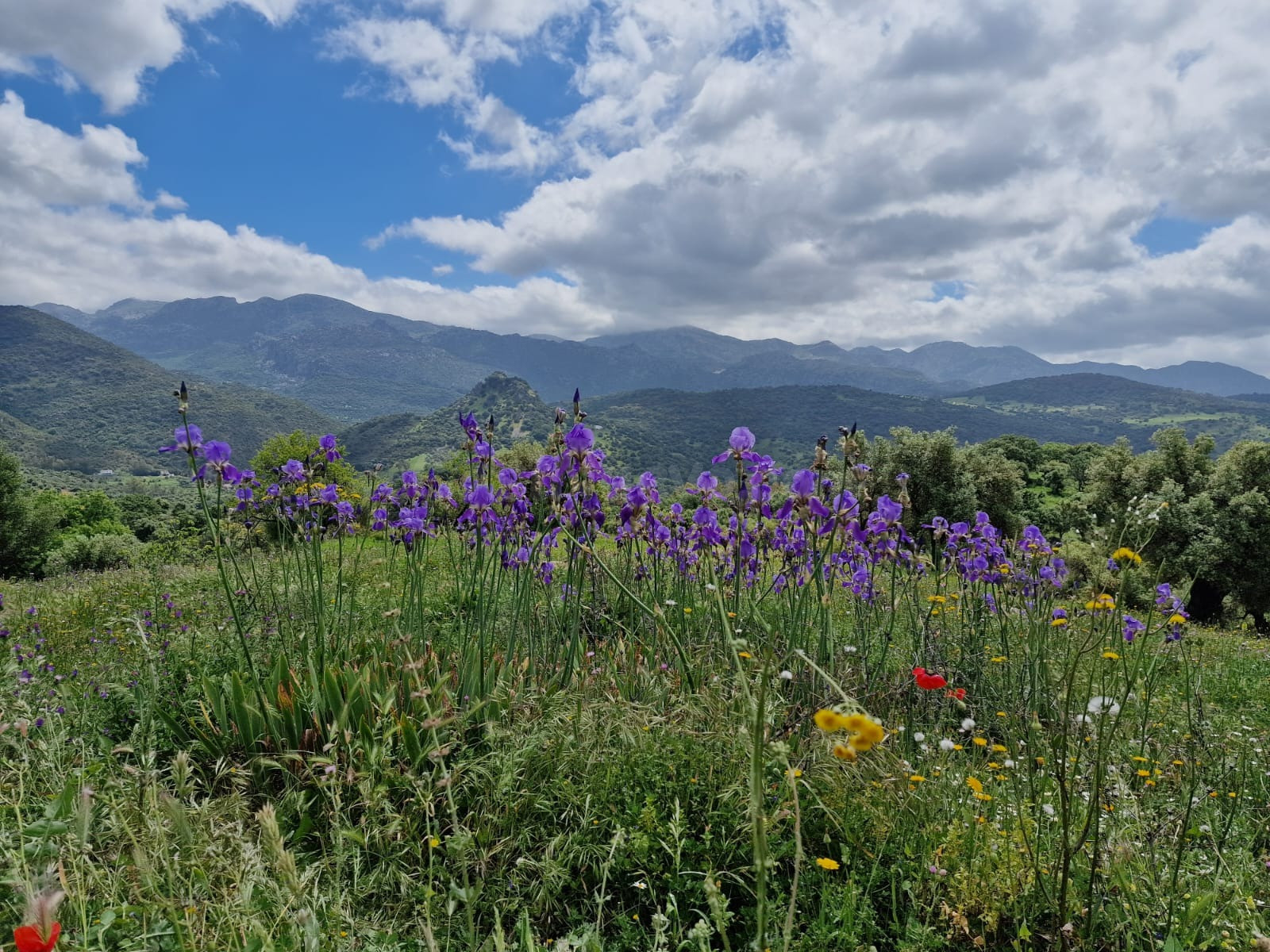 VENTA PARCELA TAVIZNA. SIERRA DE CÁDIZ
