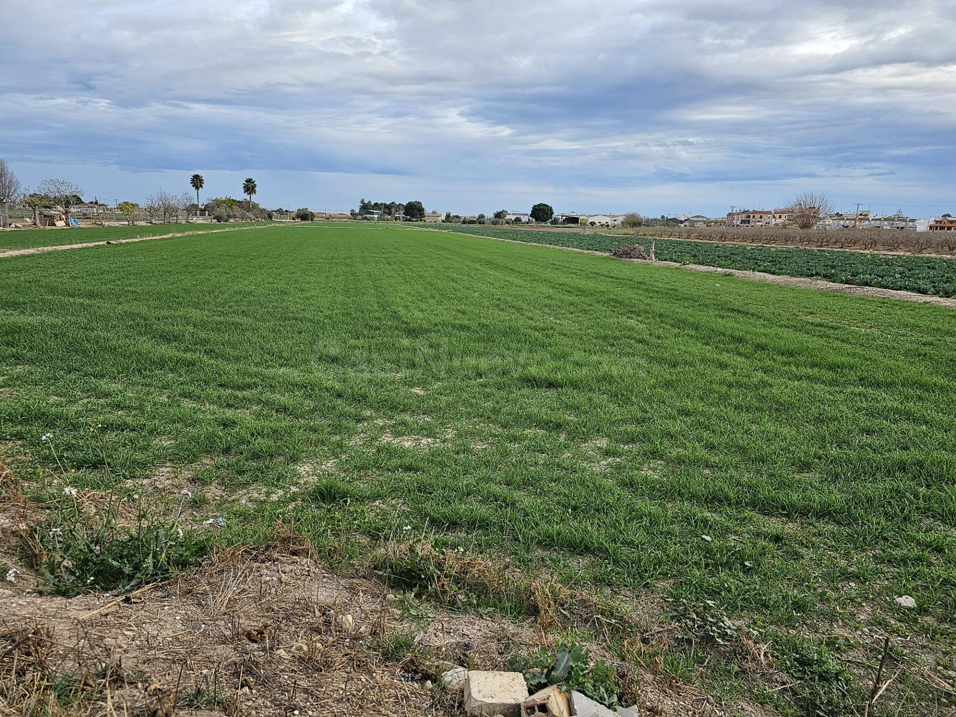 parcela rústica agraria  de 7500m2 en Dolores