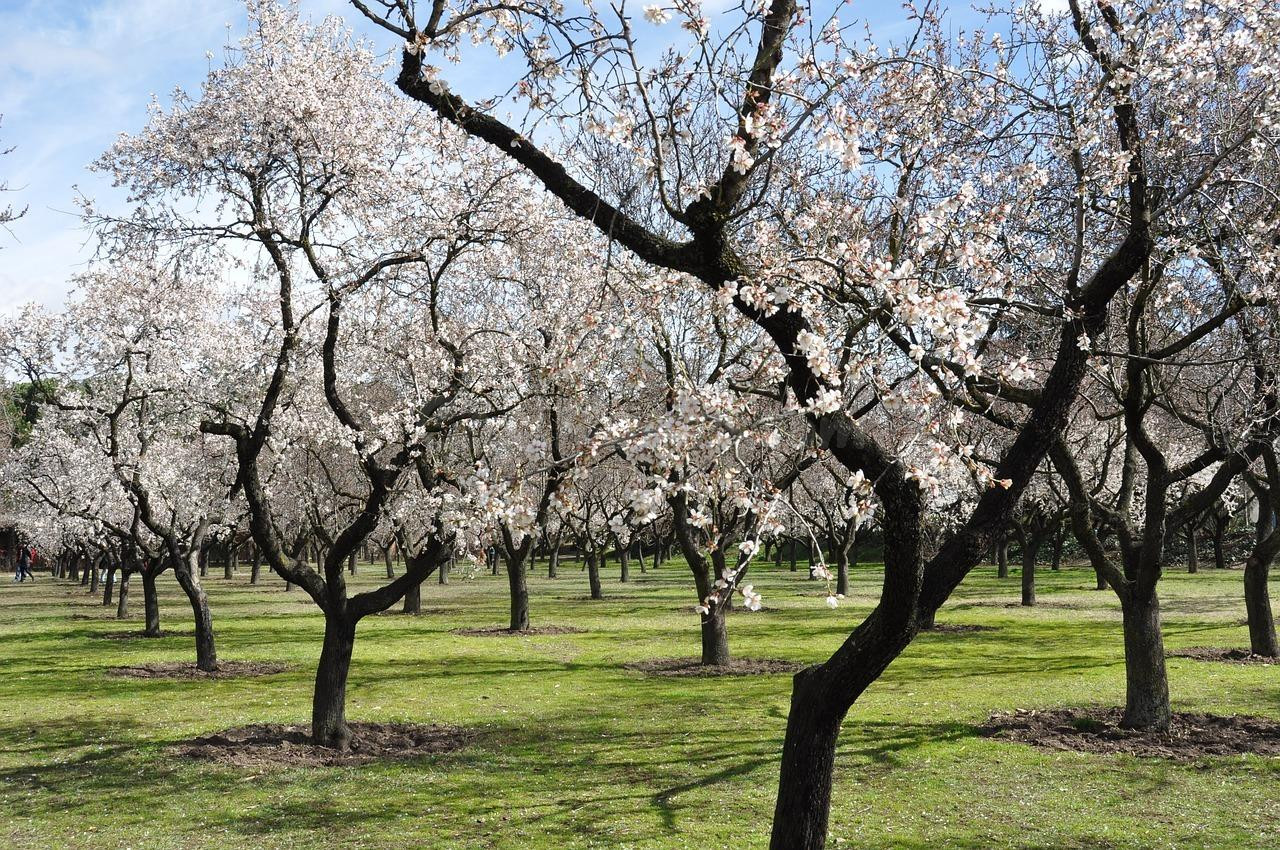 Finca de 170 hectáreas de almendros y olivos