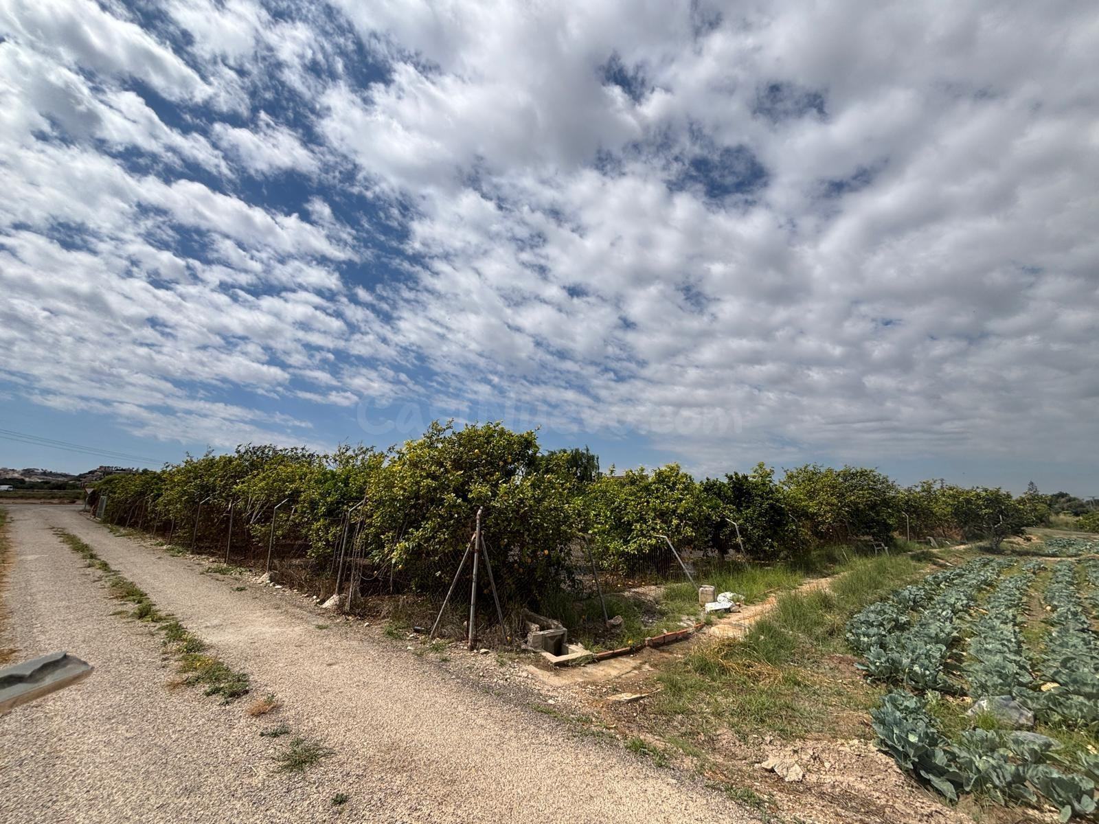 Parcela de 4300m2 con casa en la huerta de ROJALES