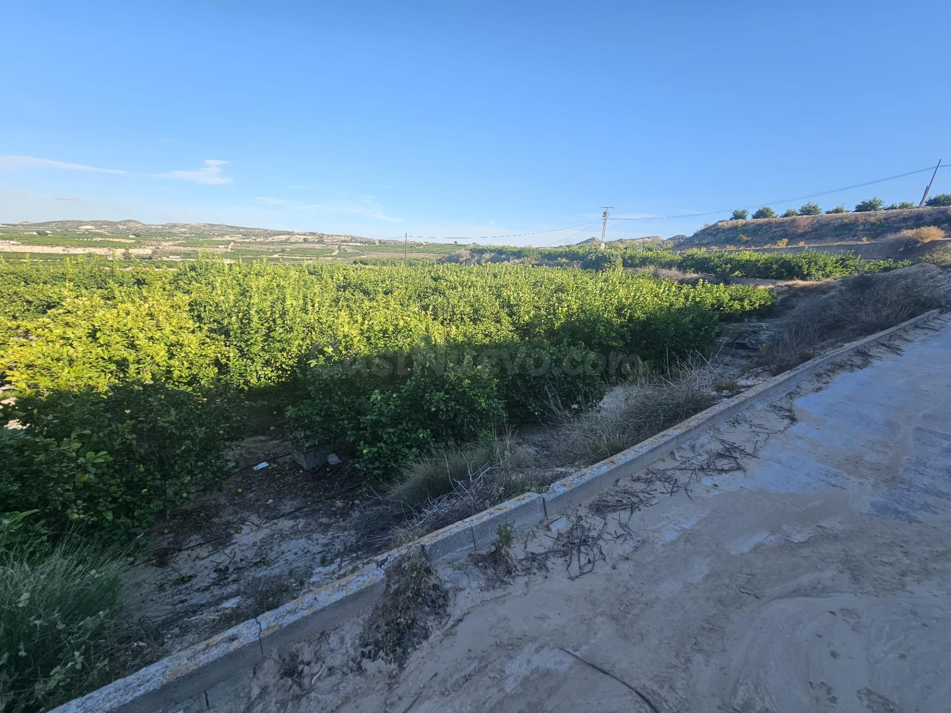 Finca de limoneros en producción en Bigastro