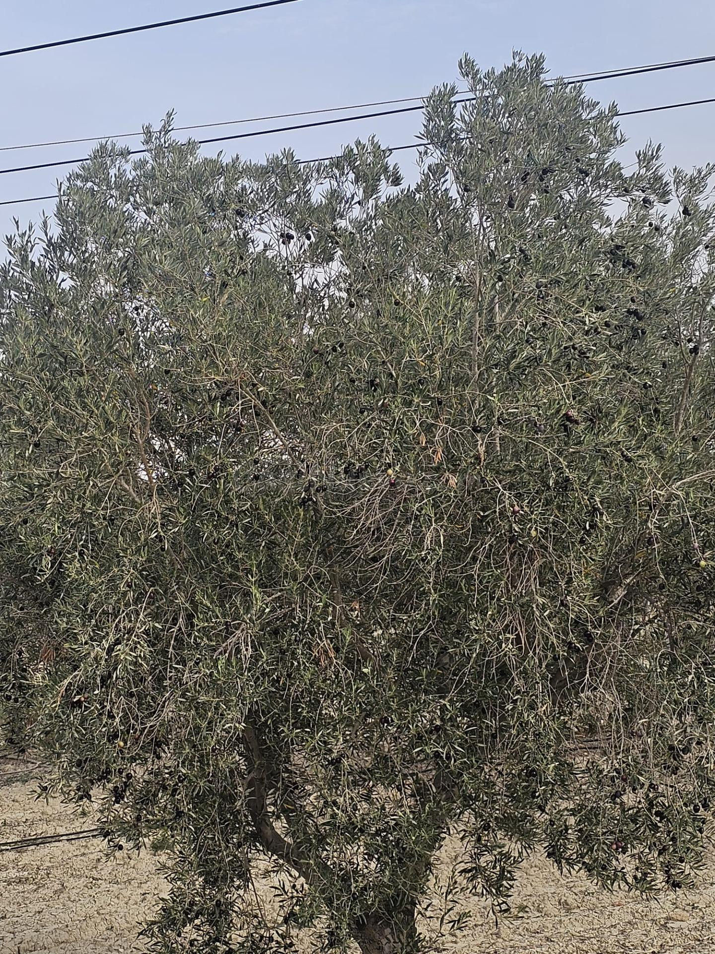 Finca con 26 hectáreas de terreno cultivado, ubicada en Torremendo,