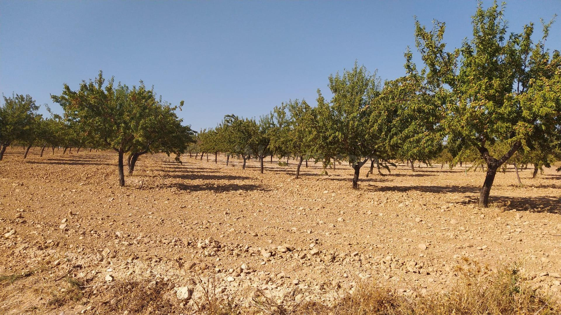 Finca Rústica Productiva con Pozo Legal y Placas Solares – N