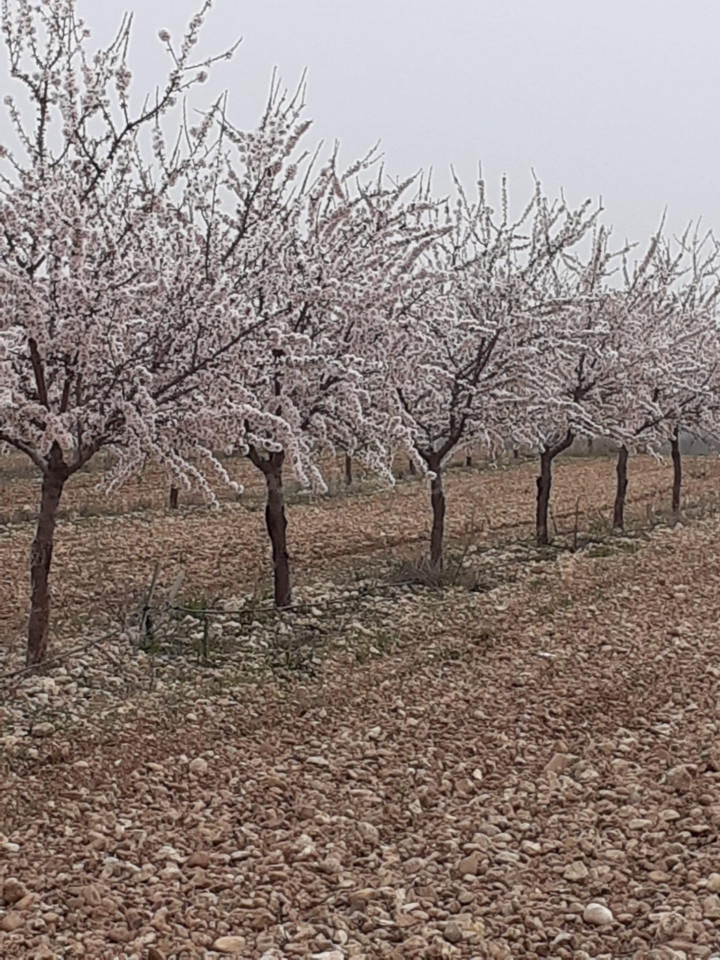 Finca Rústica Productiva con Pozo Legal y Placas Solares – N - foto 3