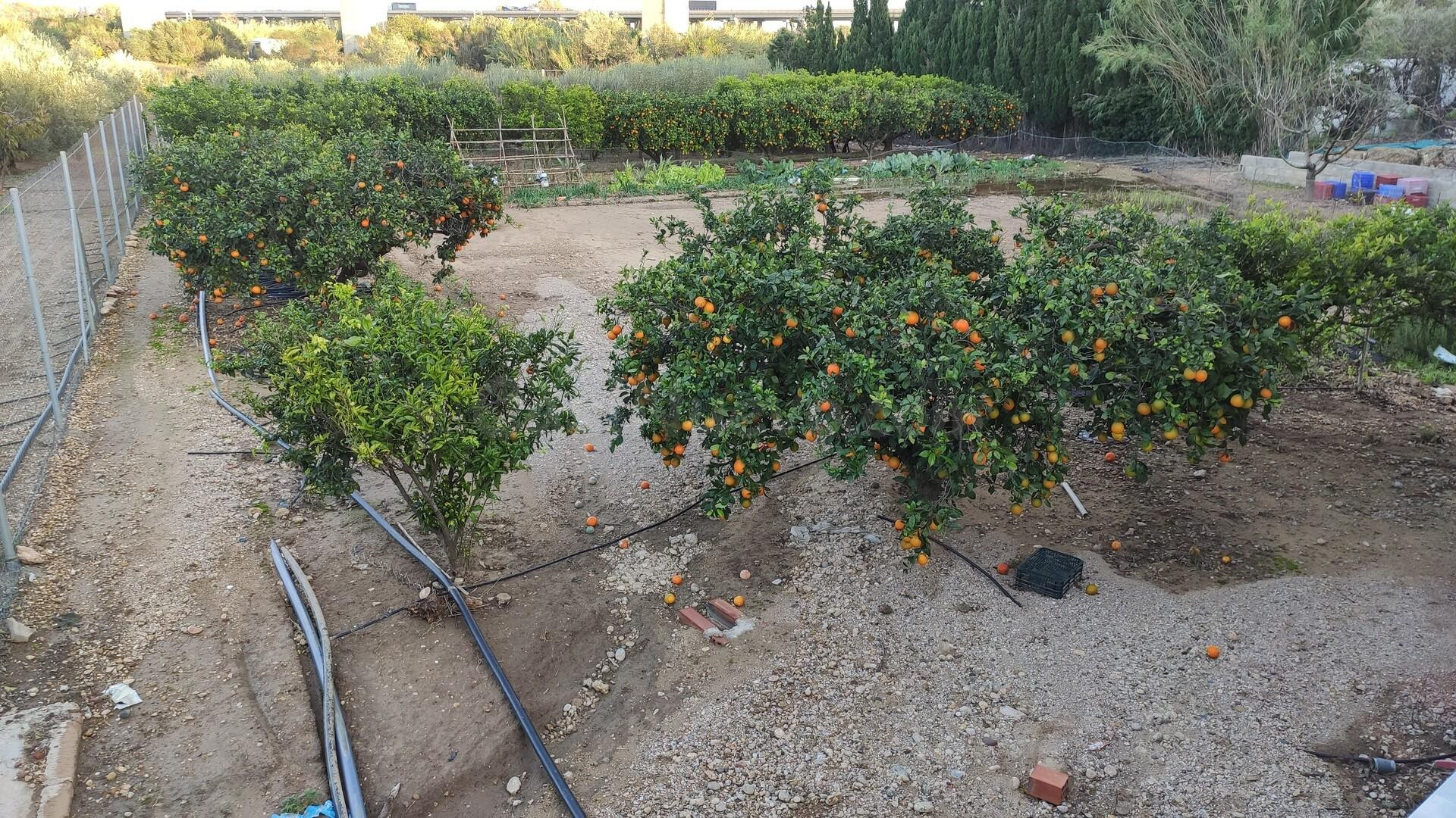 Terreno en venta en Amposta para cultivar tus plantas