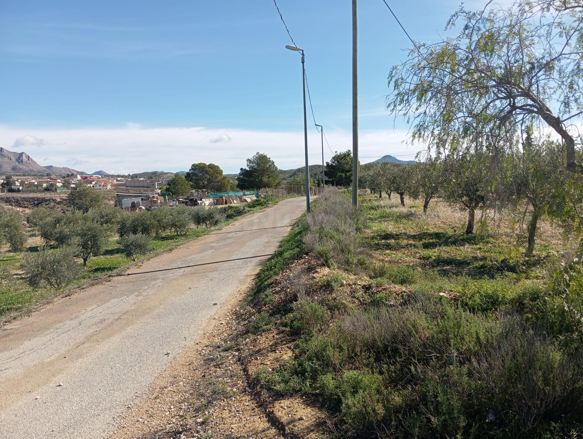 Finca con olivos, agua de riego y excelentes vistas en Barinas
