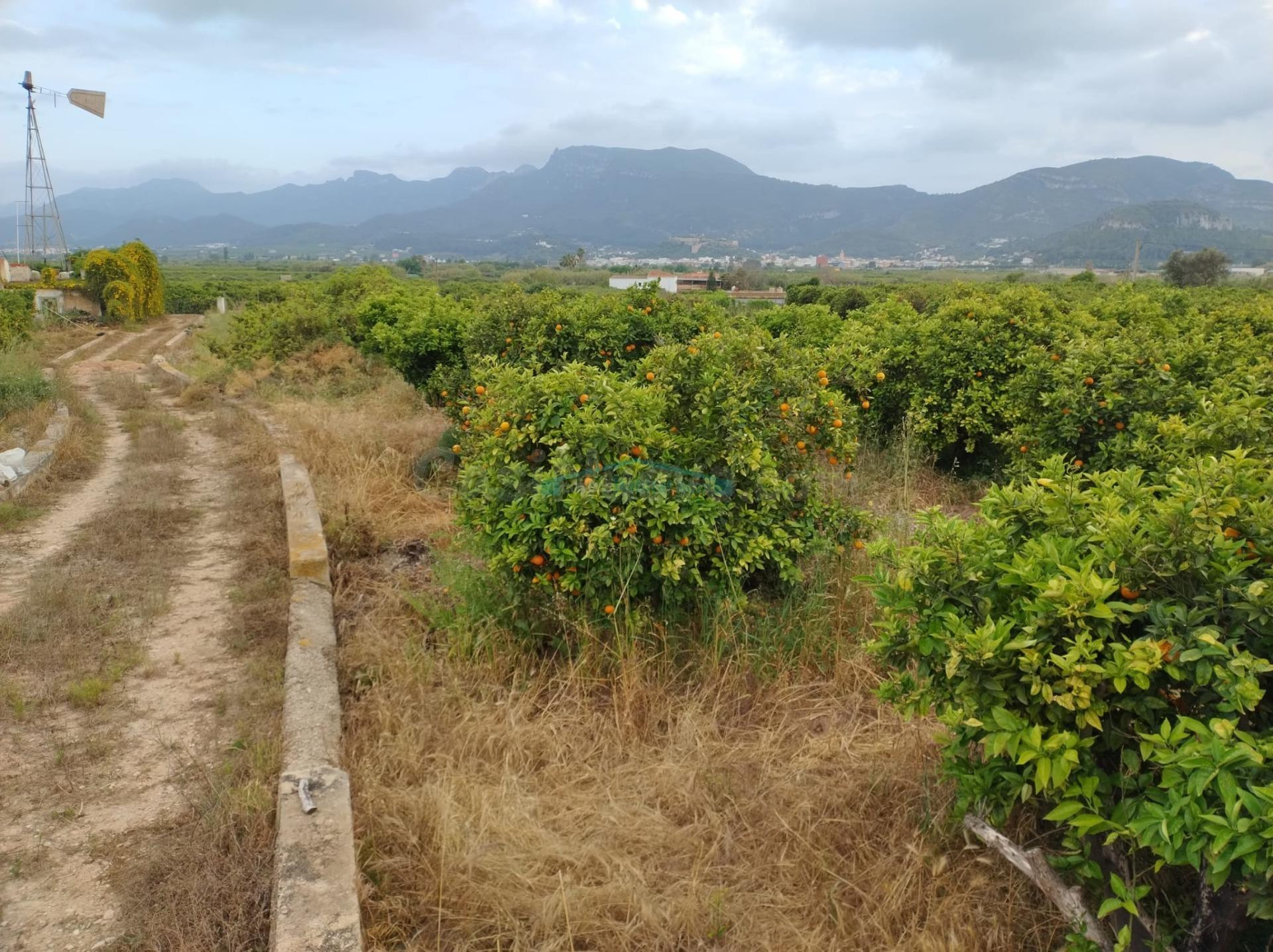 Terreno agrícola en venta – 13.013 m2 con cultivo de naranjos en producción en Corbera, Valencia