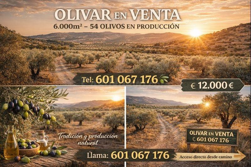 nuda propiedad de la siguiente finca: RÚSTICA: