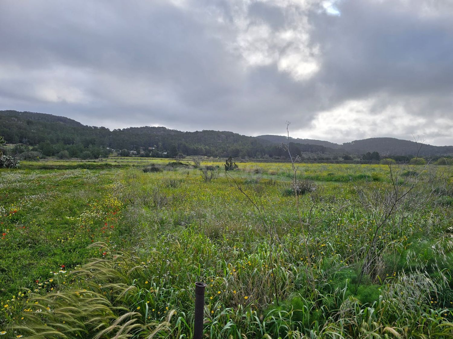 Terreno rural en venta - Santa Agnés de Corona - Sant Mateu dAlbarca