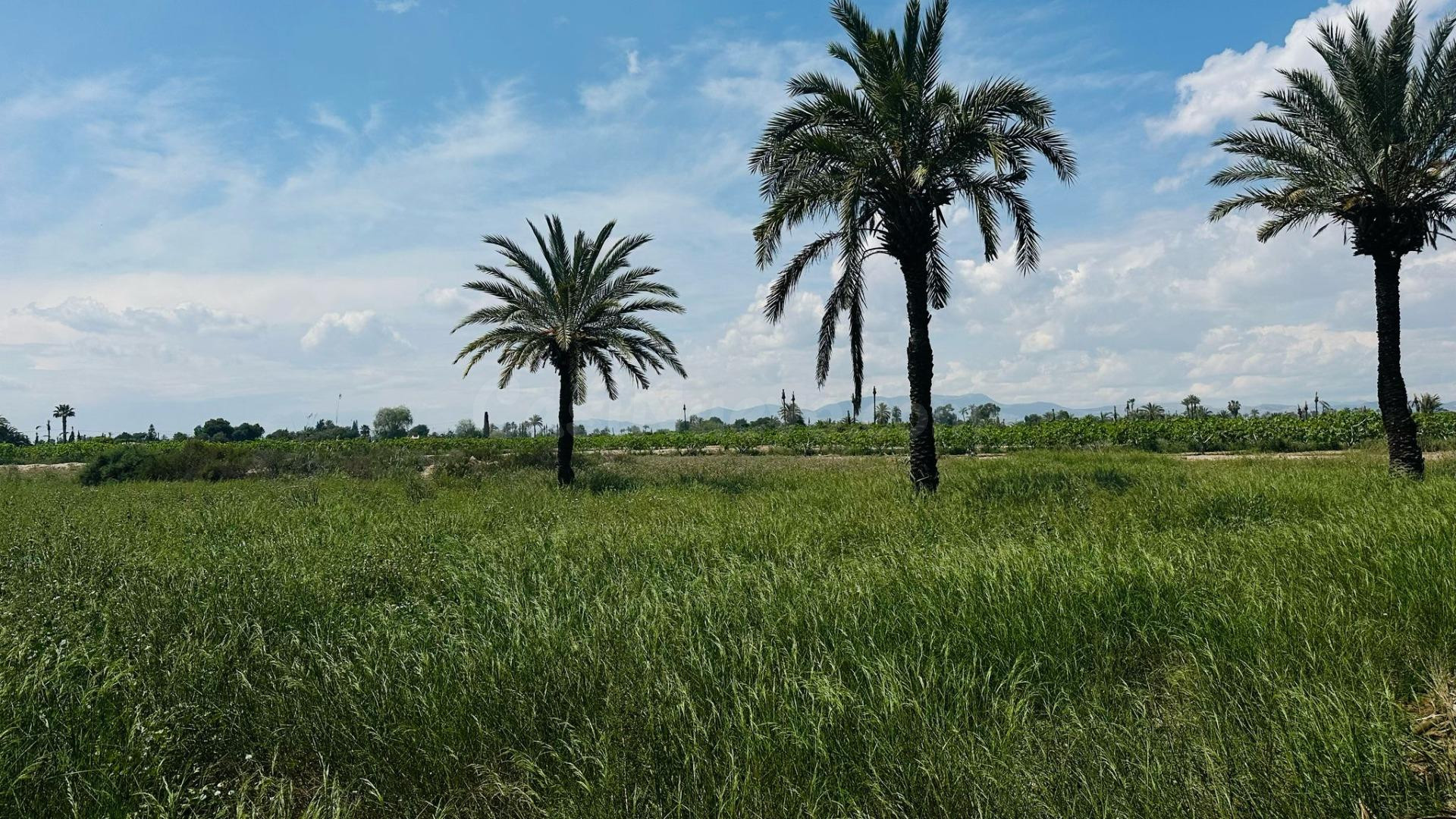 Terreno Rústico en Partida Daimes – 11.000 m2 en Camí Fondo de La Ermita