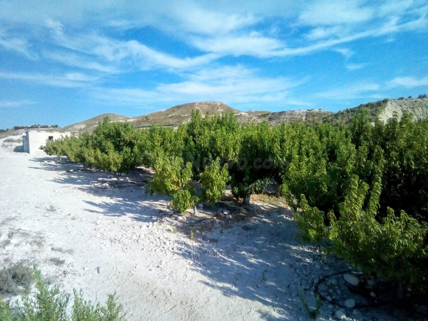 SE VENDE PARCELA EN MOLINA DE SEGURA