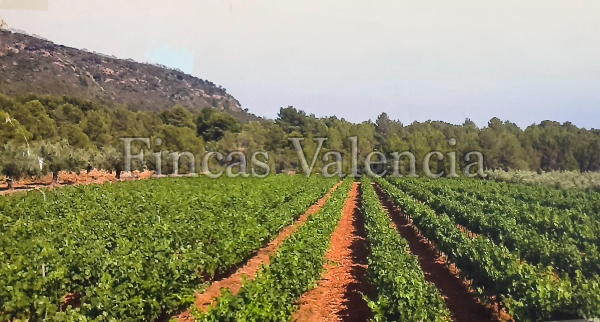 BODEGA DE AUTOR EN PRODUCCIÓN. CASI 6 HECTAREAS DE VIÑEDOS - foto 3