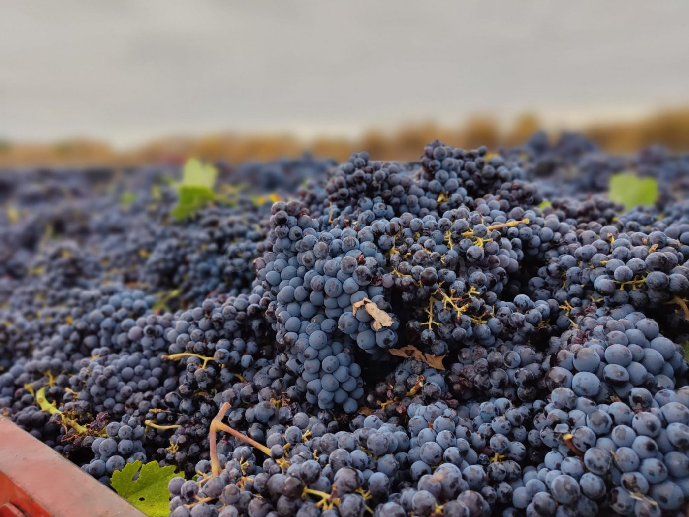 TERRENO DE CULTIVO DE VIÑAS EN VENTA EN ALGUEÑA