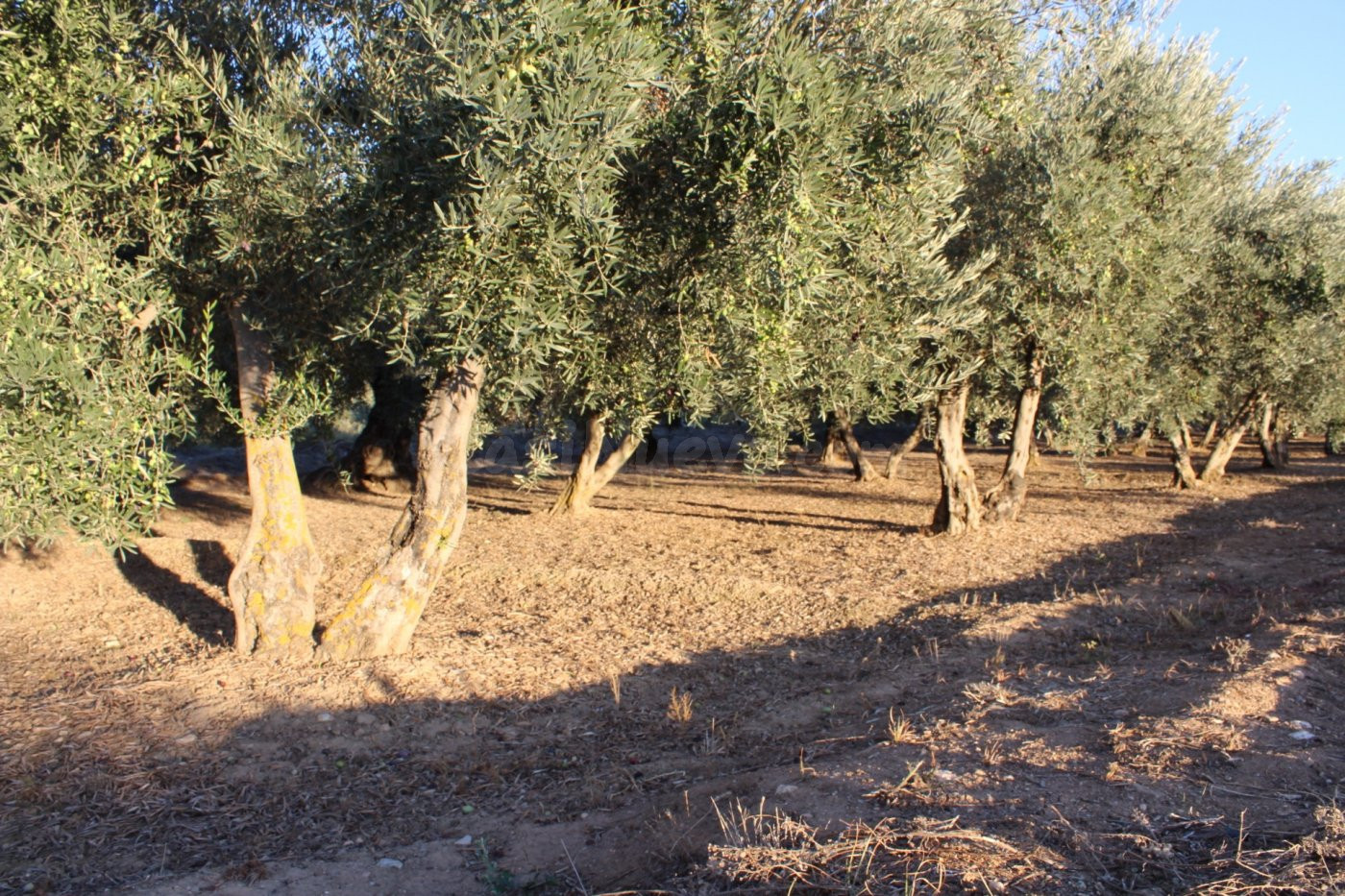 FINCA RÚSTICA EN OTURA