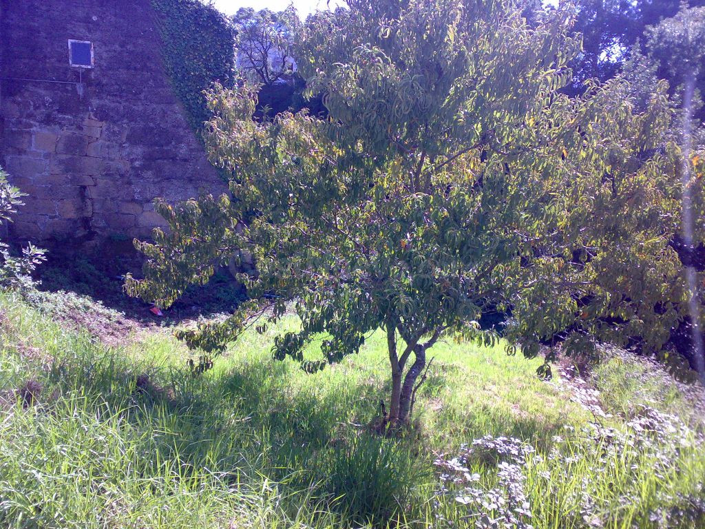 TERRENO EDIFICABLE - foto 4