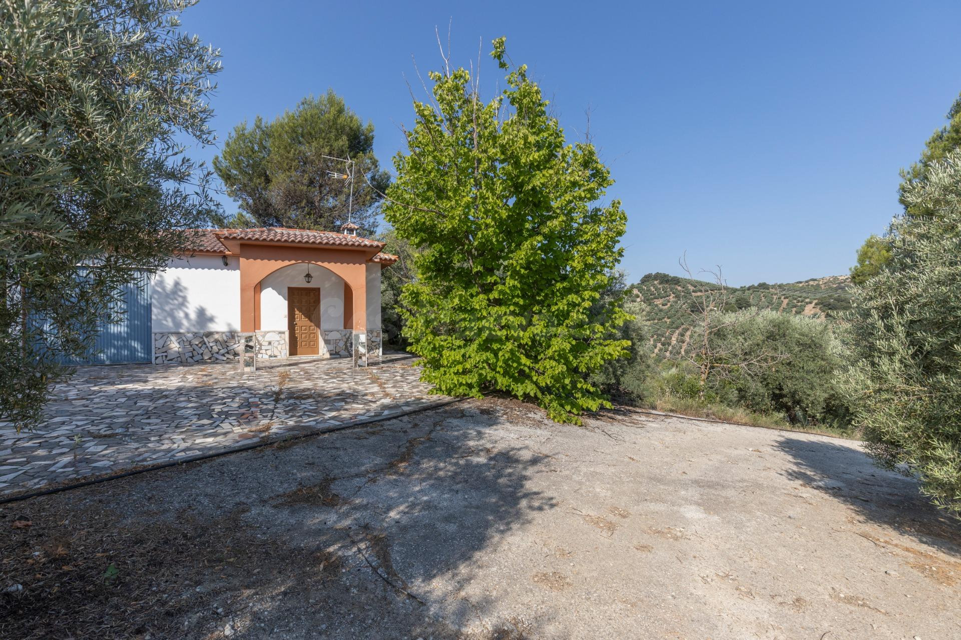 FINCA DE OLIVOS EN MONTEFRÍO