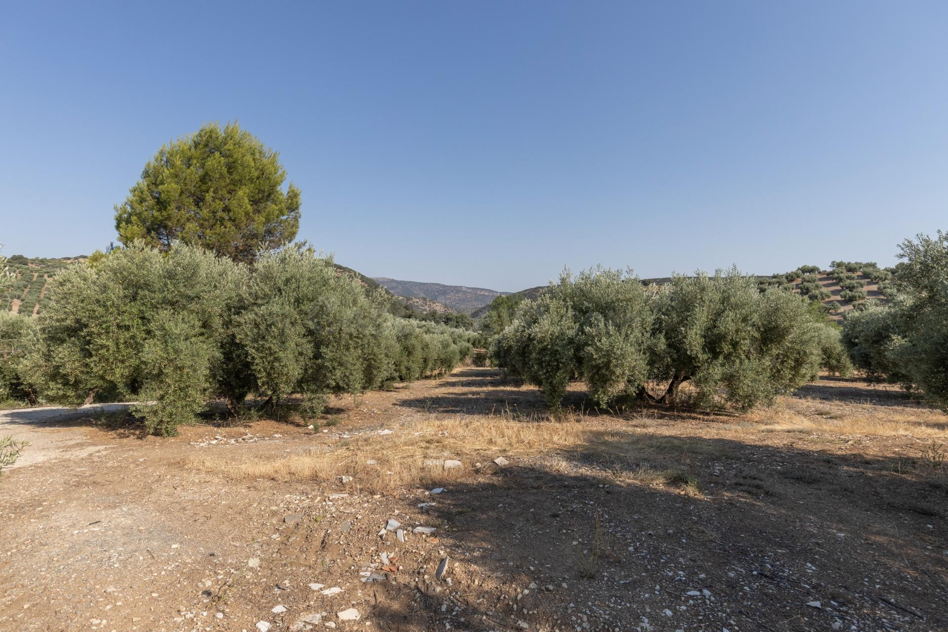 FINCA DE OLIVOS EN MONTEFRÍO - foto 3