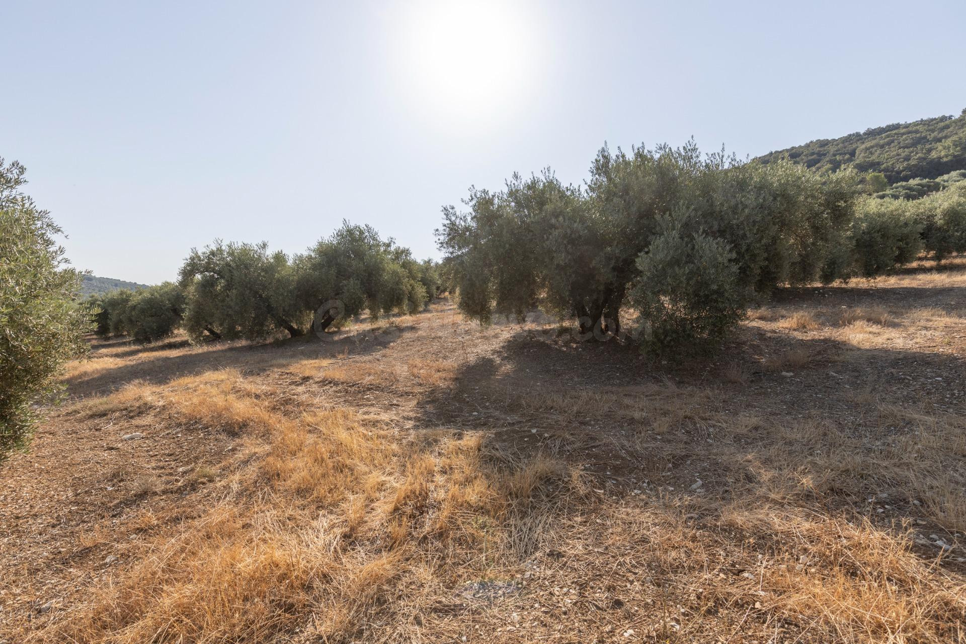 FINCA DE OLIVOS EN MONTEFRÍO - foto 4