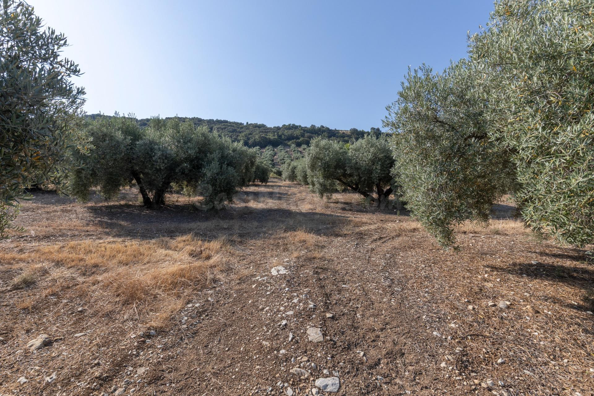 FINCA DE OLIVOS EN MONTEFRÍO - foto 5