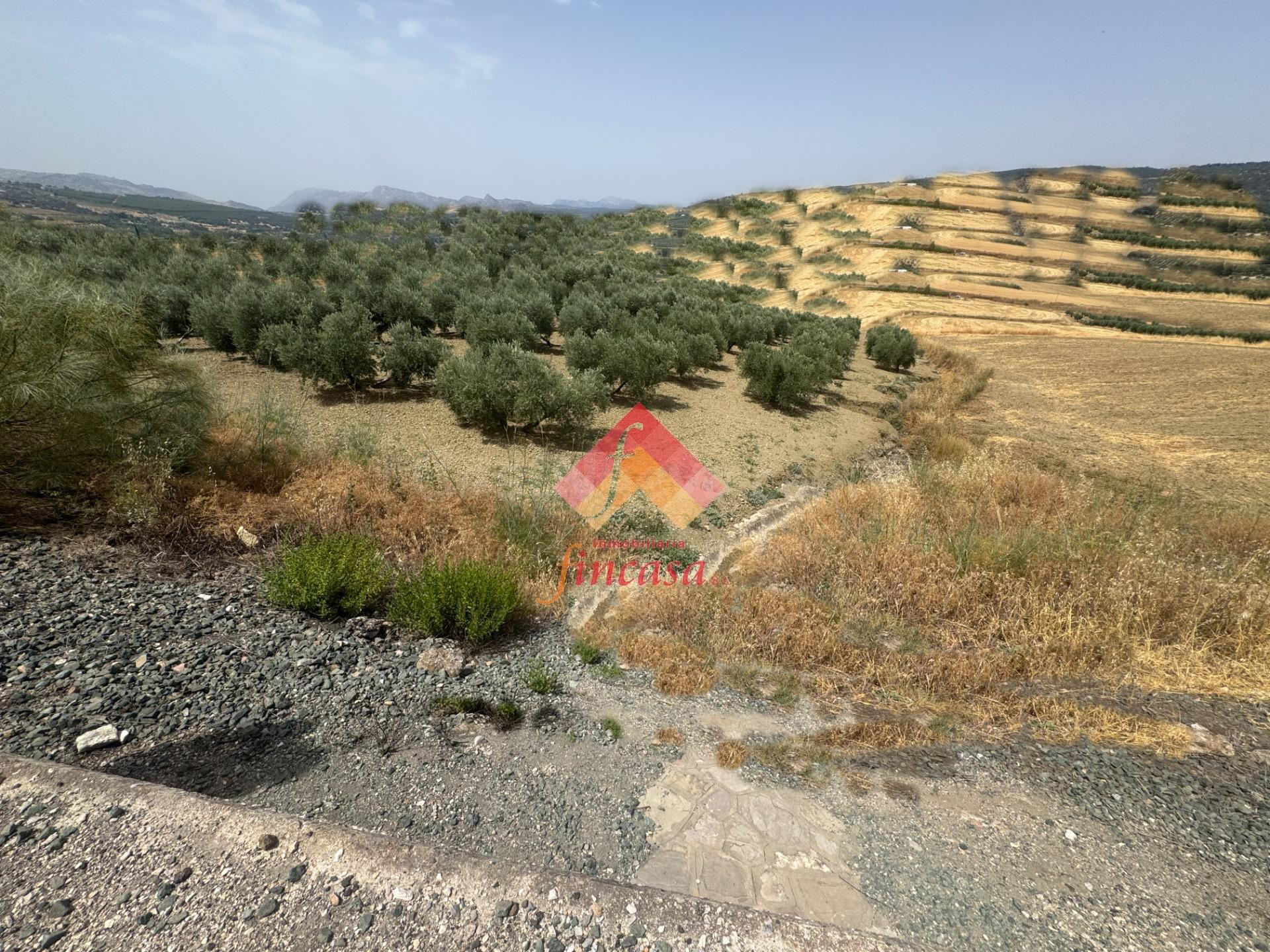 OLIVAR CERCA DE ARRIATE