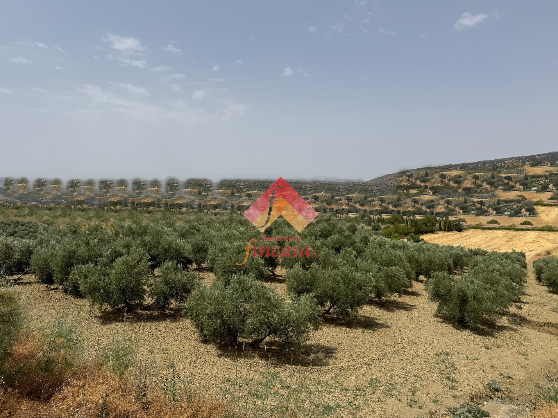 OLIVAR CERCA DE ARRIATE - foto 2