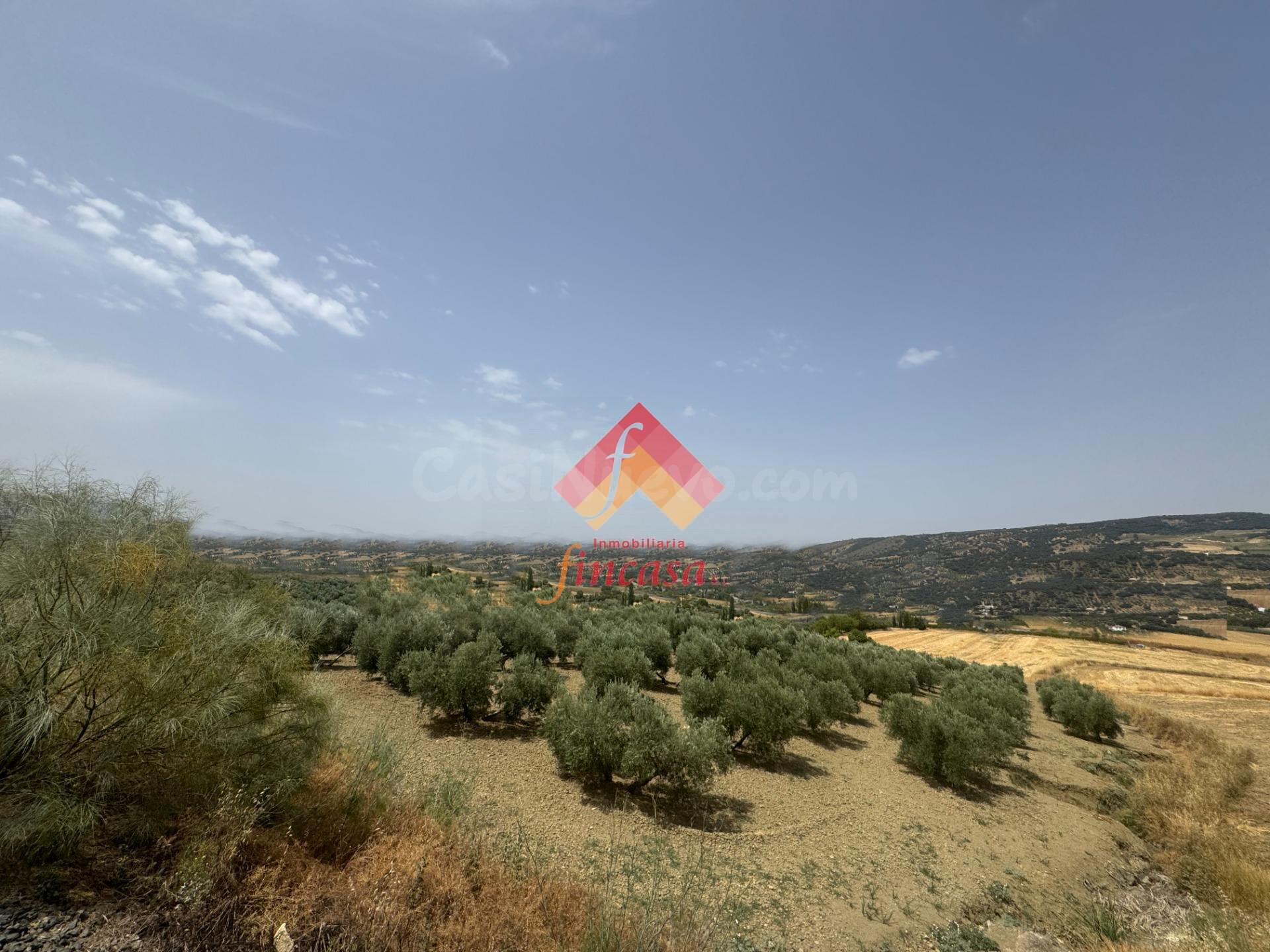 OLIVAR CERCA DE ARRIATE - foto 3