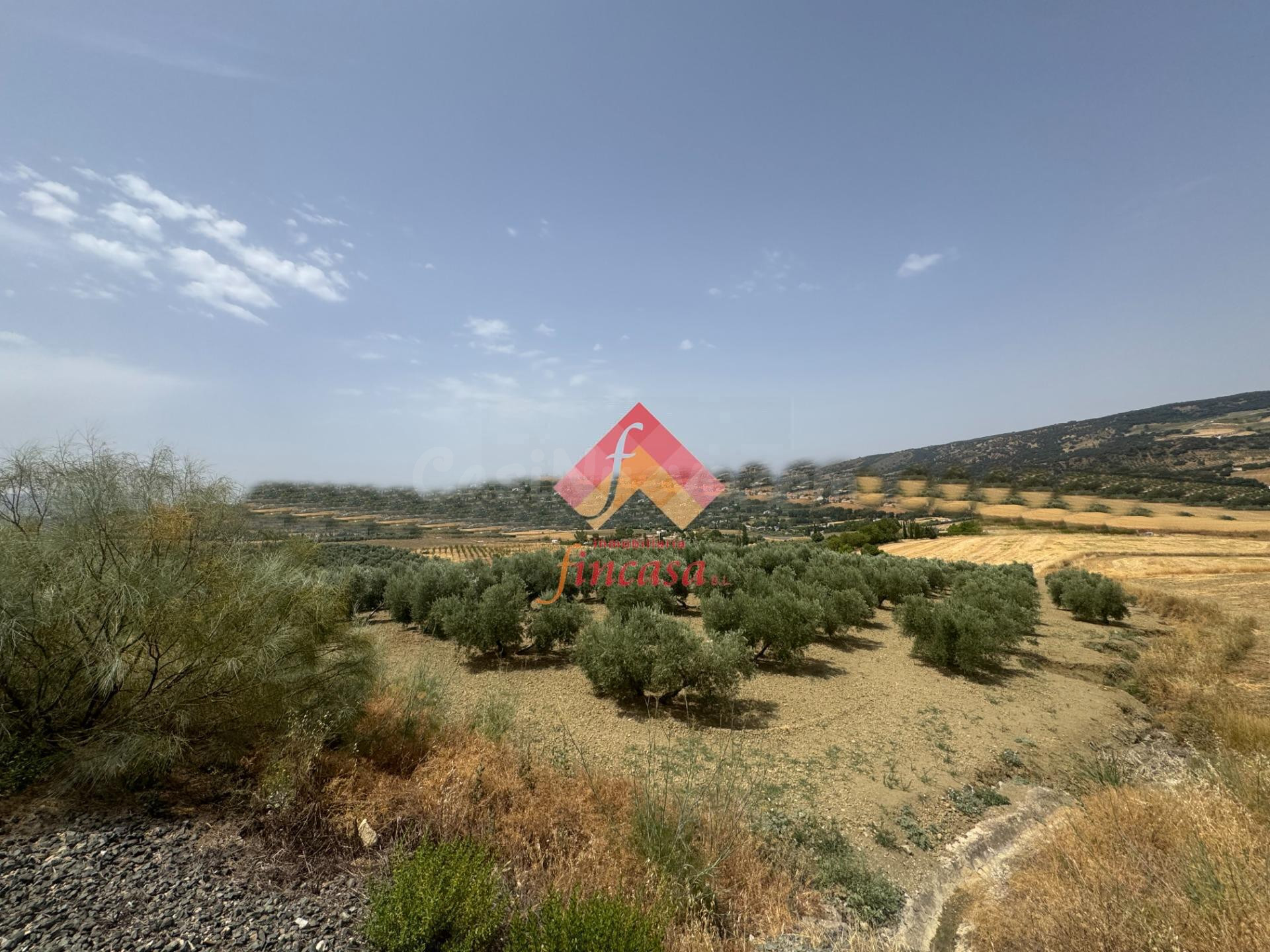 OLIVAR CERCA DE ARRIATE - foto 4